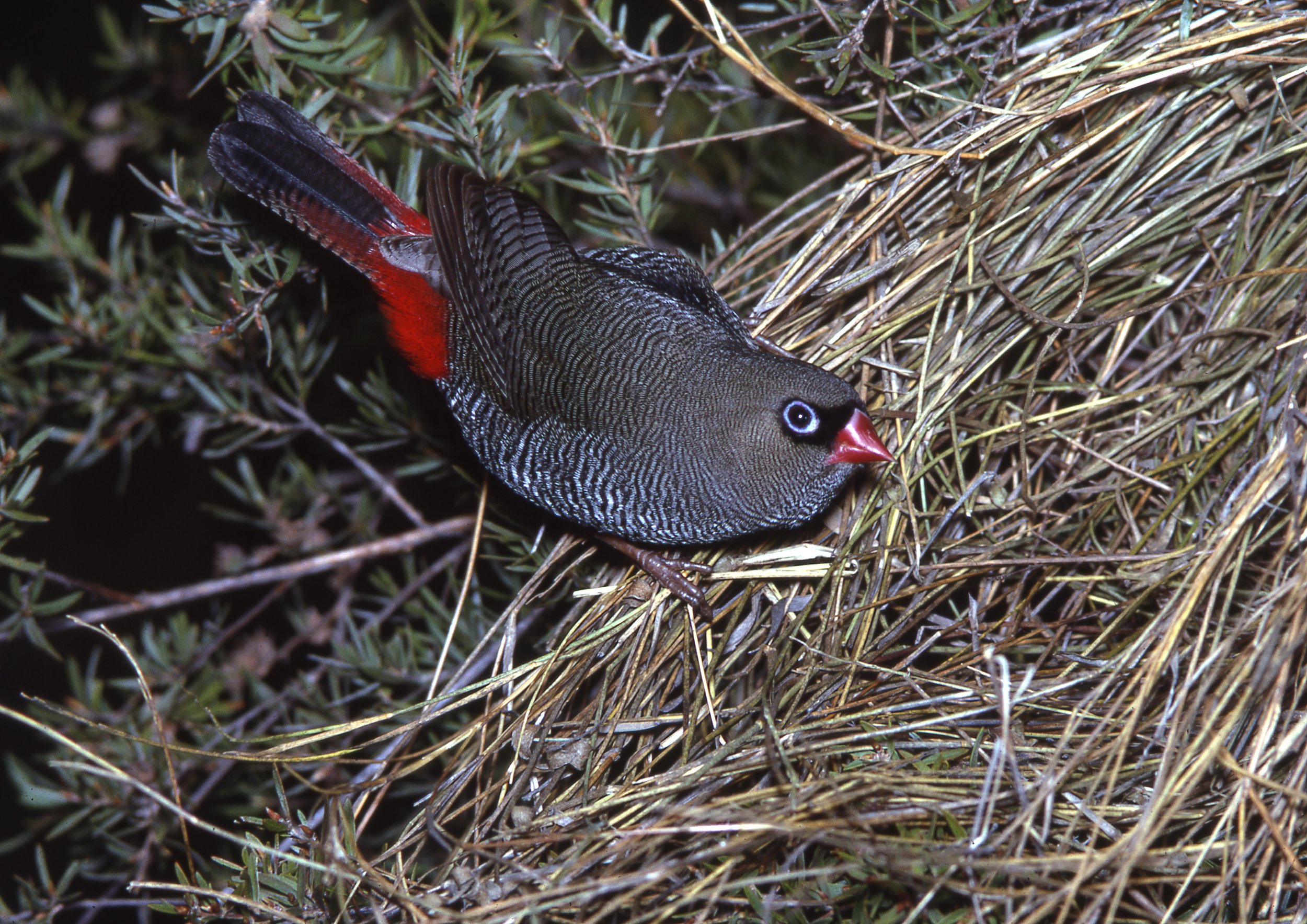 405-95_beautiful firetail_nest.jpg
