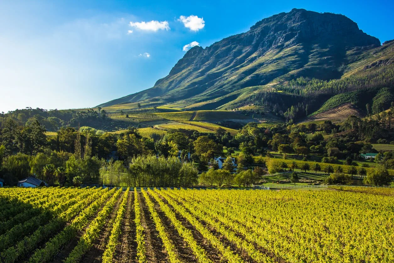 Stellenbosch.jpg