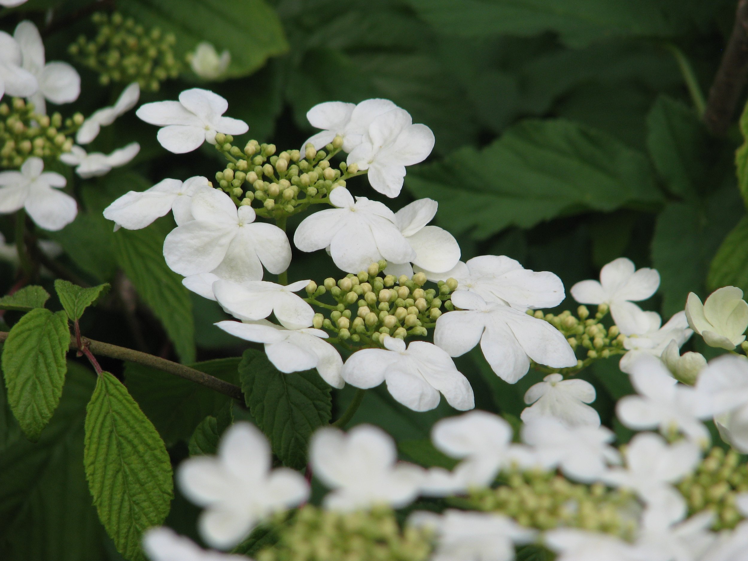 Viburnum_plicatum_mariesii.jpeg