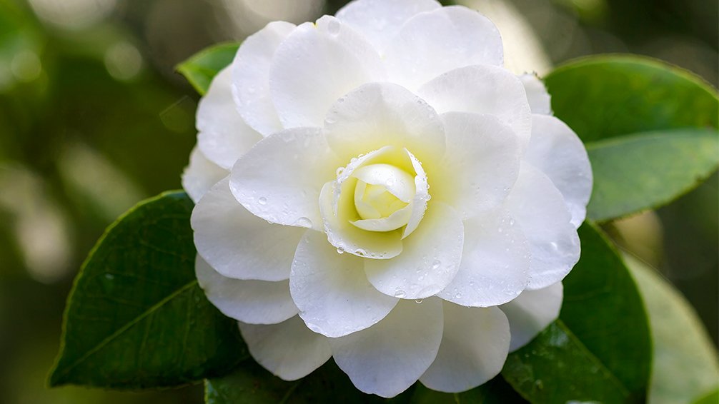 camellias-how-to-grow-these-fabulous-flowers-white-outdoors-macro.jpeg
