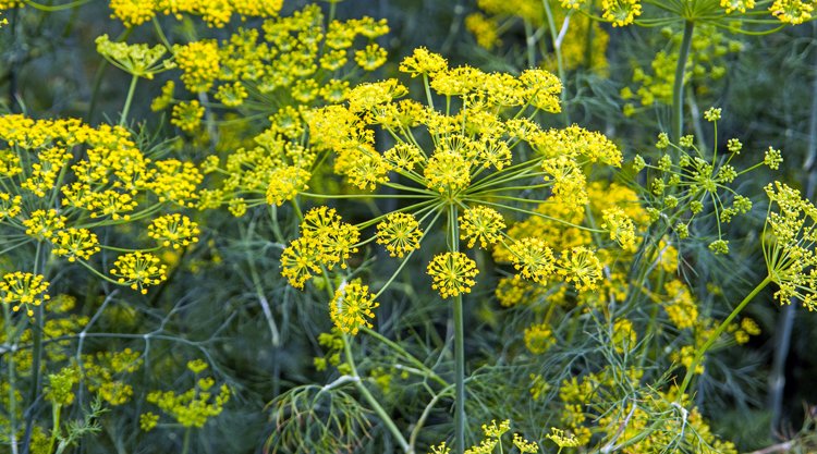 Fennel-flowers.jpeg