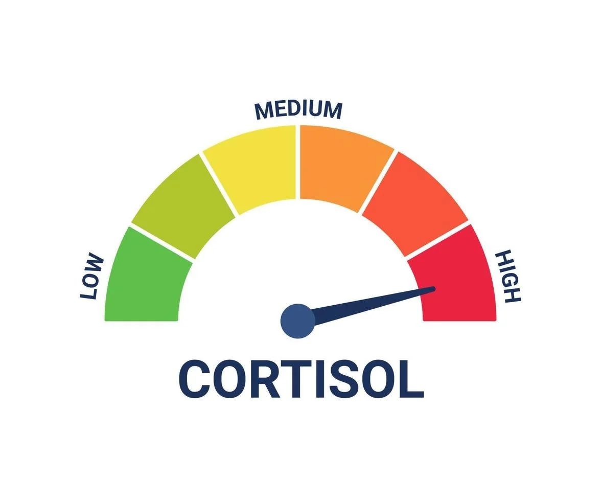 Cortisol, Stress, and Weight: Separating Myths from Facts