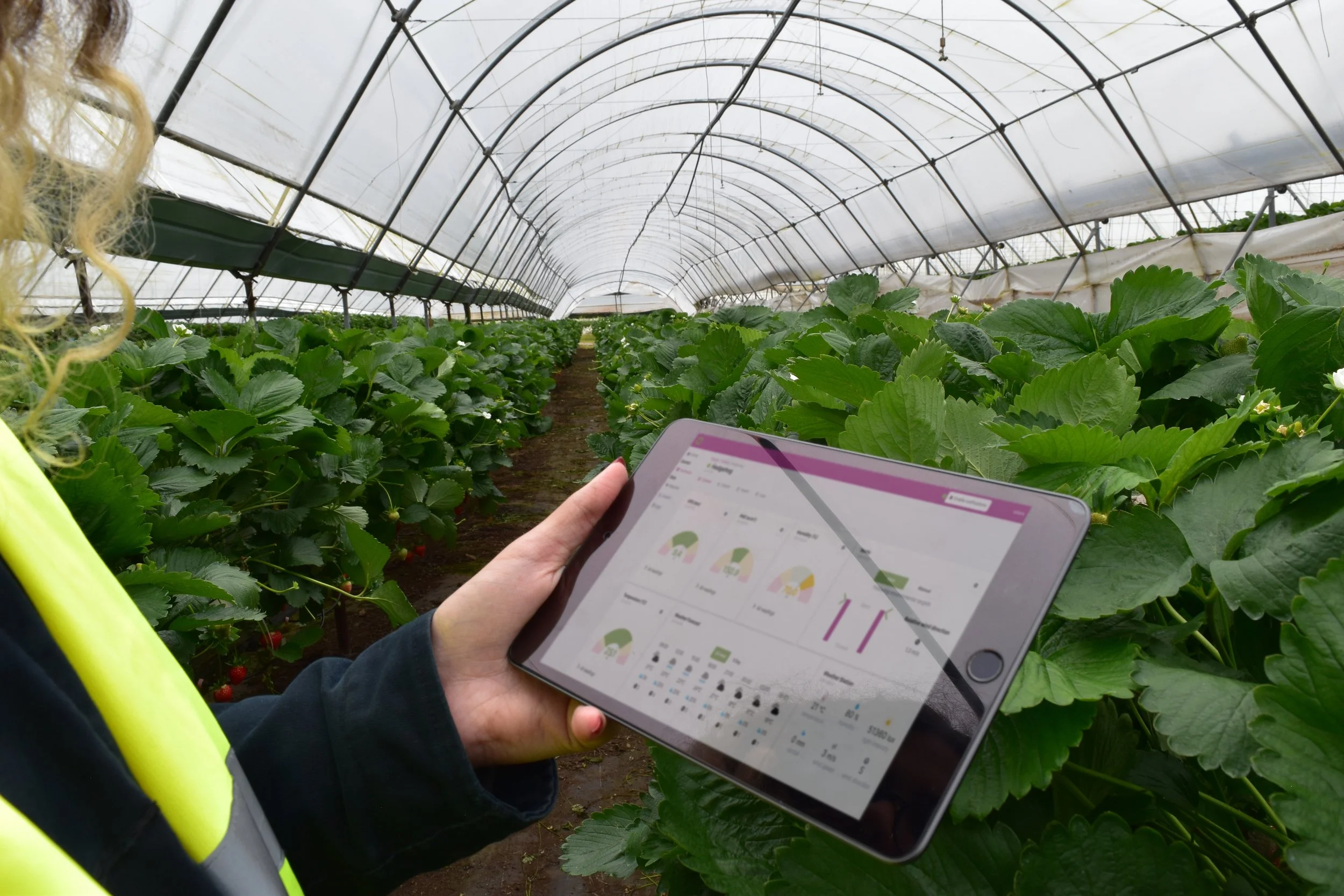 Ostara and Haygrove Collaborate to Transform Polytunnel Growing by Integrated Advanced Tunnels, Sensing and Automation&nbsp;