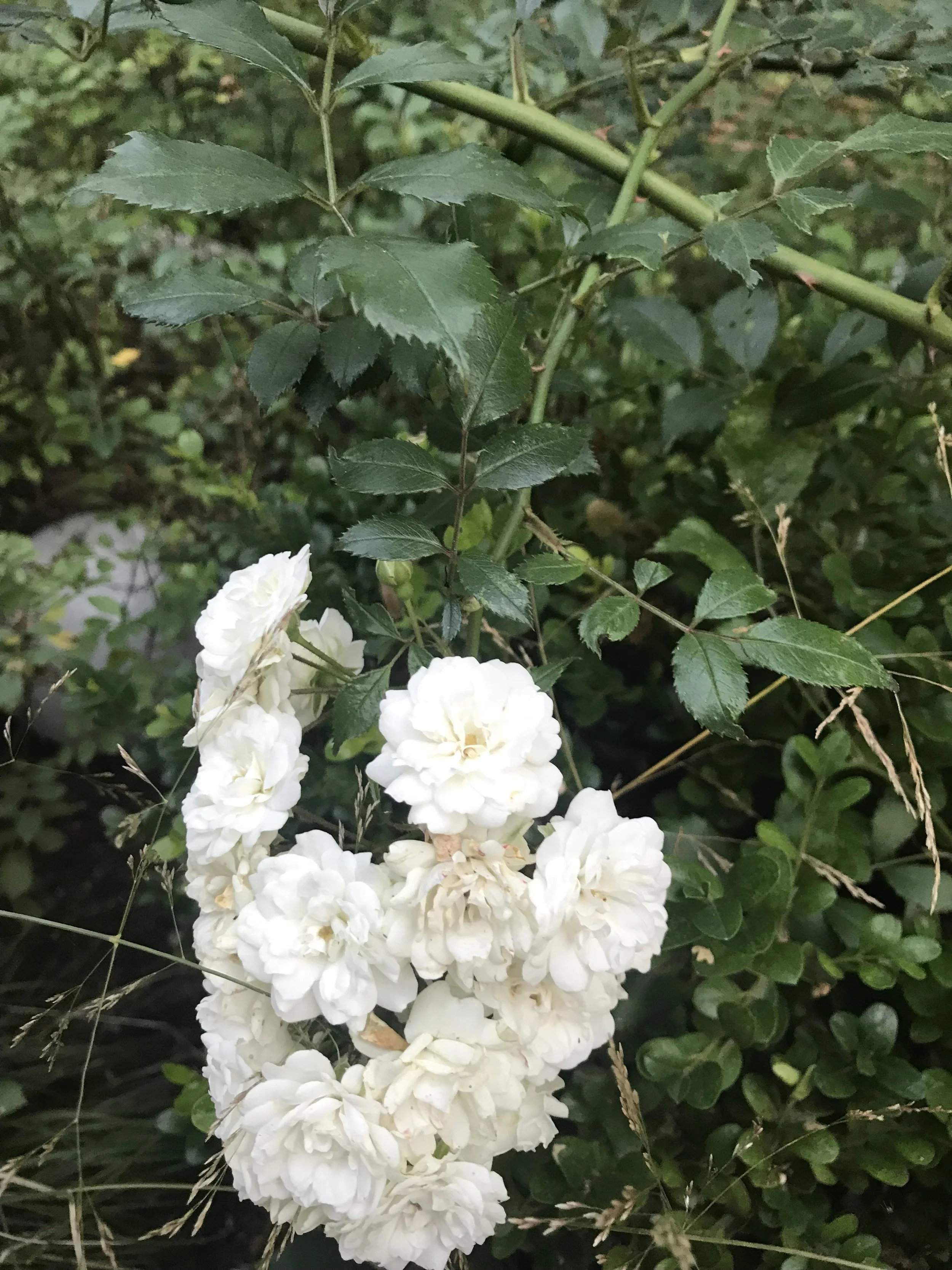 IMG_7182 2 copy.jpg
