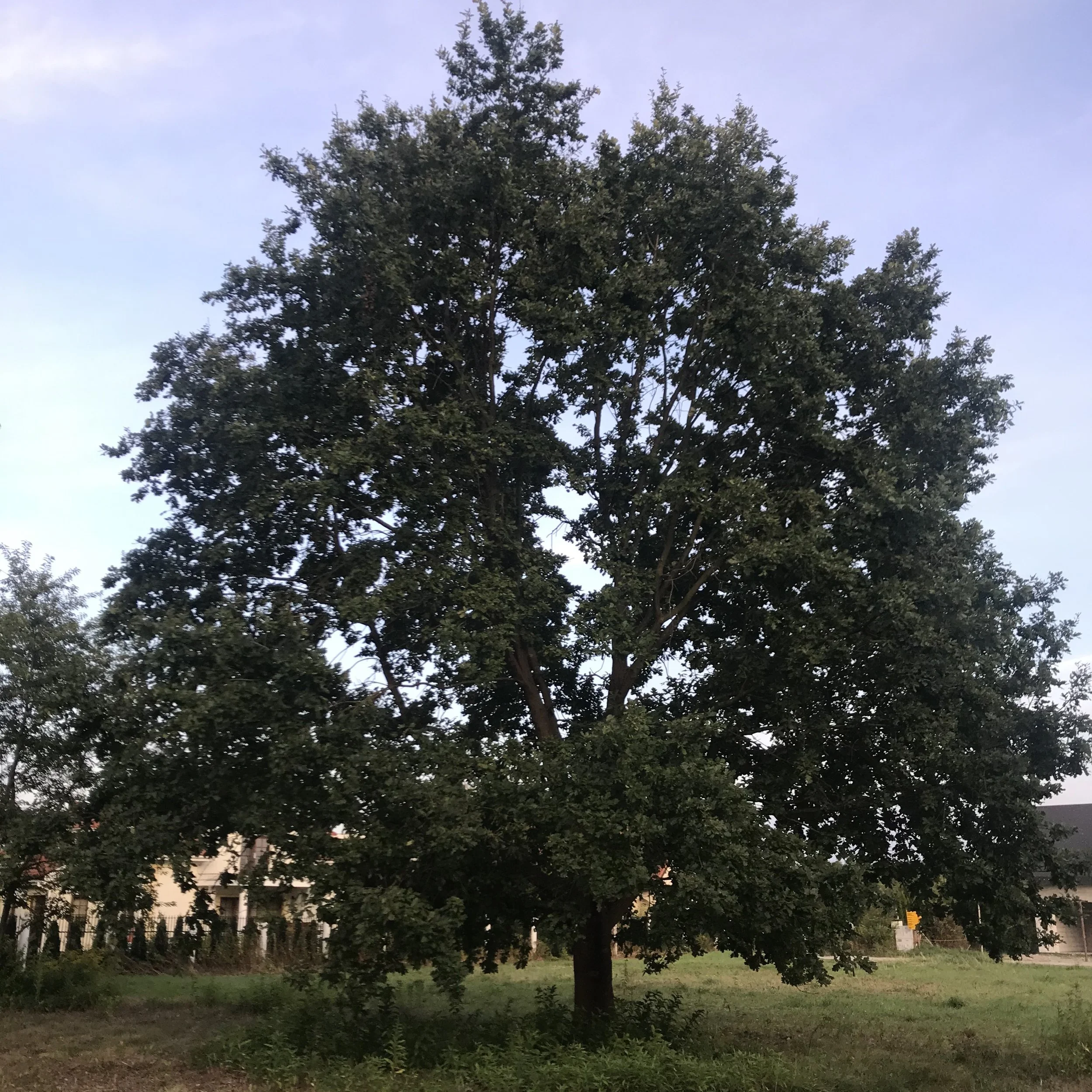 #drzewo na działce #dom w konstancinie