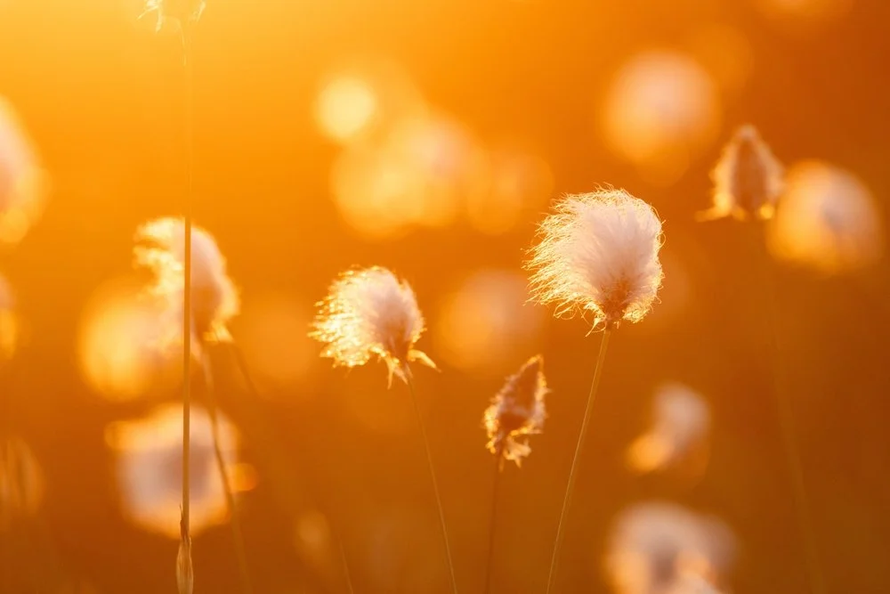 Spätsommer – Ernten, Loslassen, Fließen