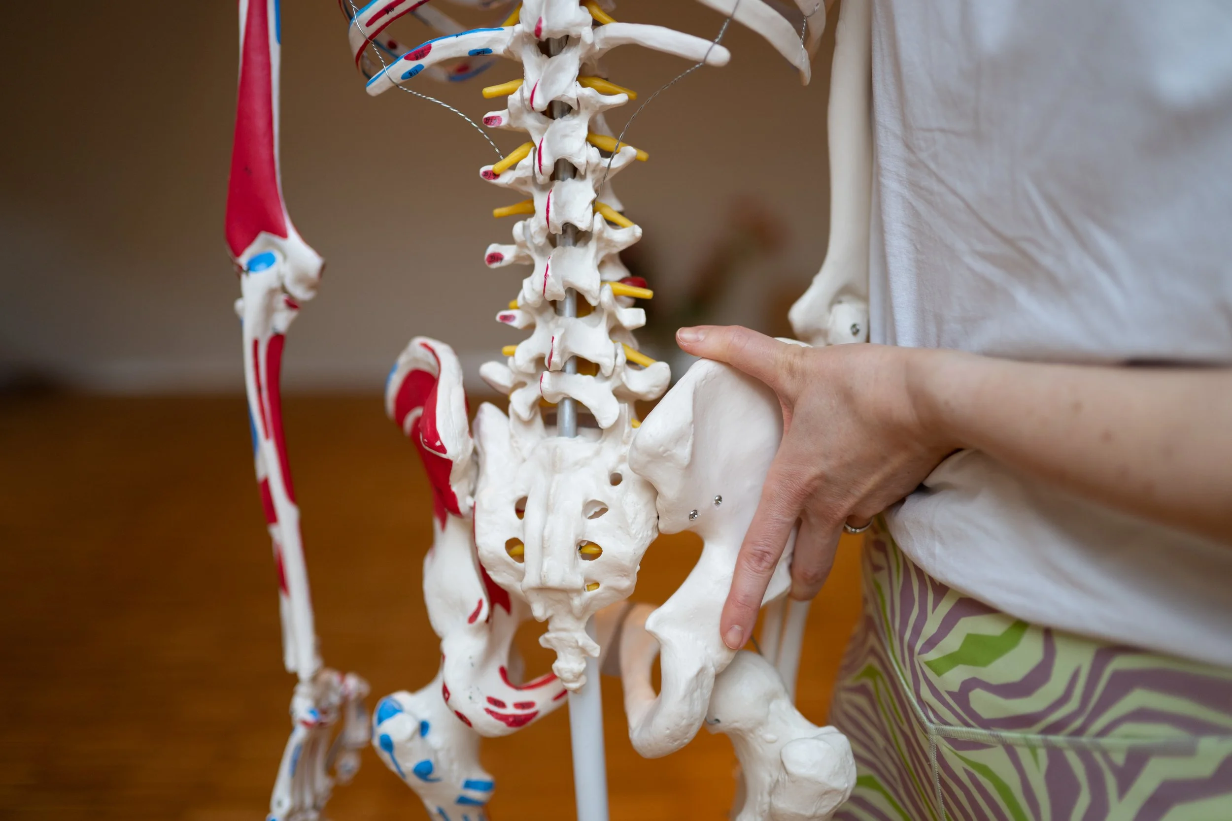 Yoga Anatomie &amp; Physiologie – Wir bringen die Theorie auf die Matte (20 h)