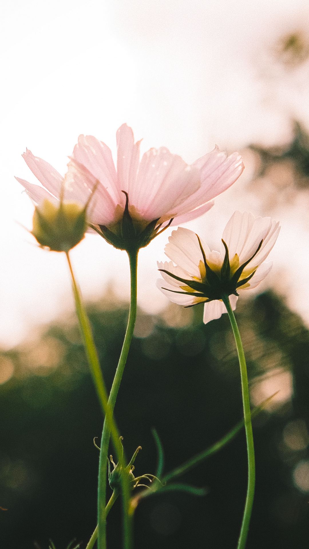 Using fertility awareness as birth control