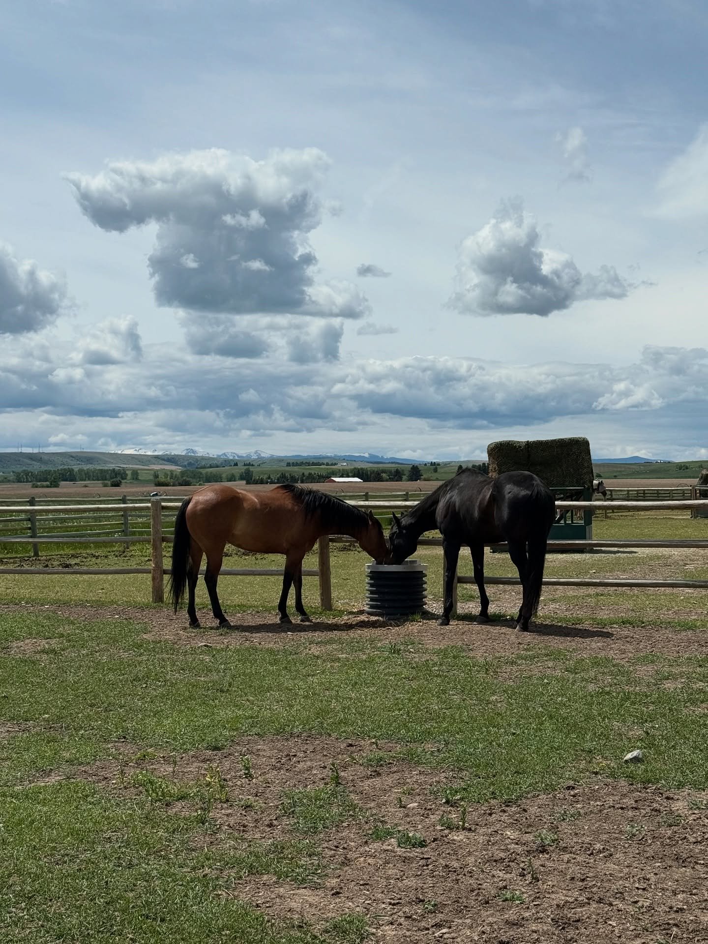 June 🌺☀️💻🪴🐴