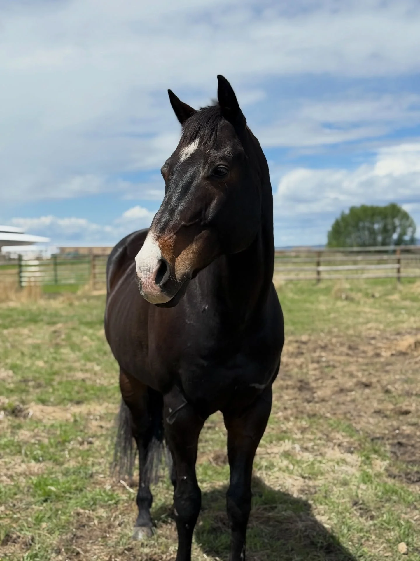 Happy Birthday to my heart horse, Furry 🎉 

(A couple days ago whoops!) 

Those of you that know us in real life&hellip; probably question that statement and that&rsquo;s valid 🤣 He may not be the horse I&rsquo;ve jumped the highest on, or trust th