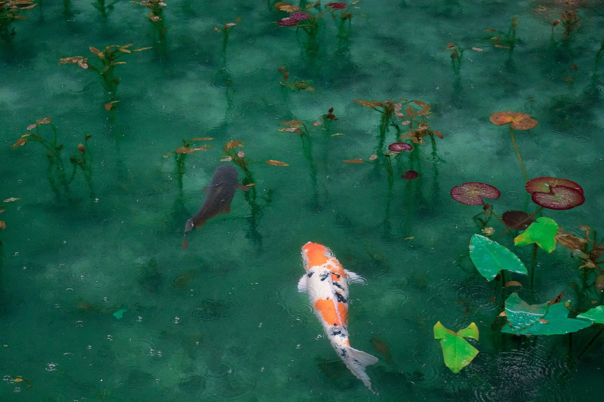 koi fish swimming in pond