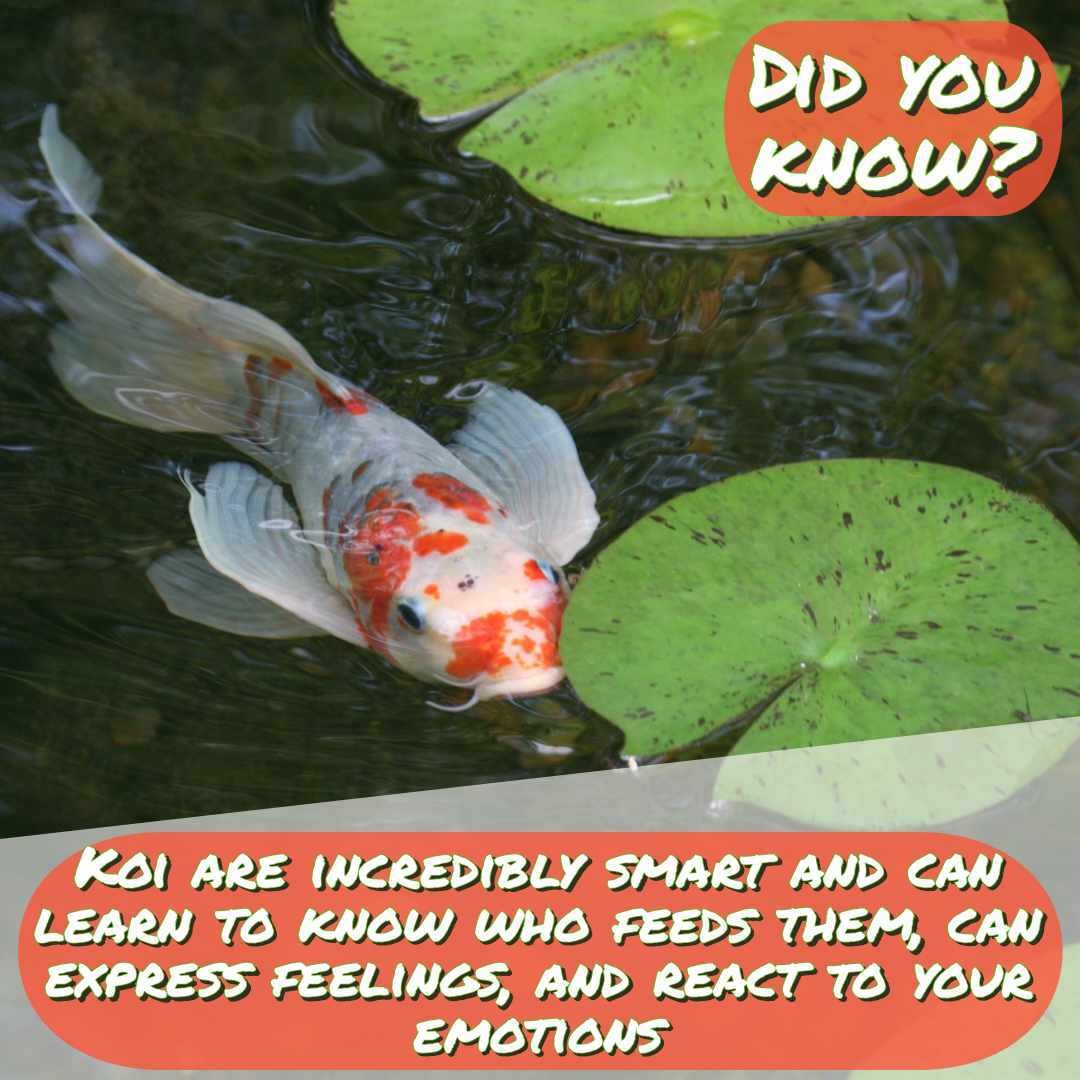 Koi are both intelligent and affectionate!
Not only can your pet koi fish get to know you, but they can also follow you as you come close with food and make interactions creating a special bond. Petting and hand feeding your koi fish allows you to en