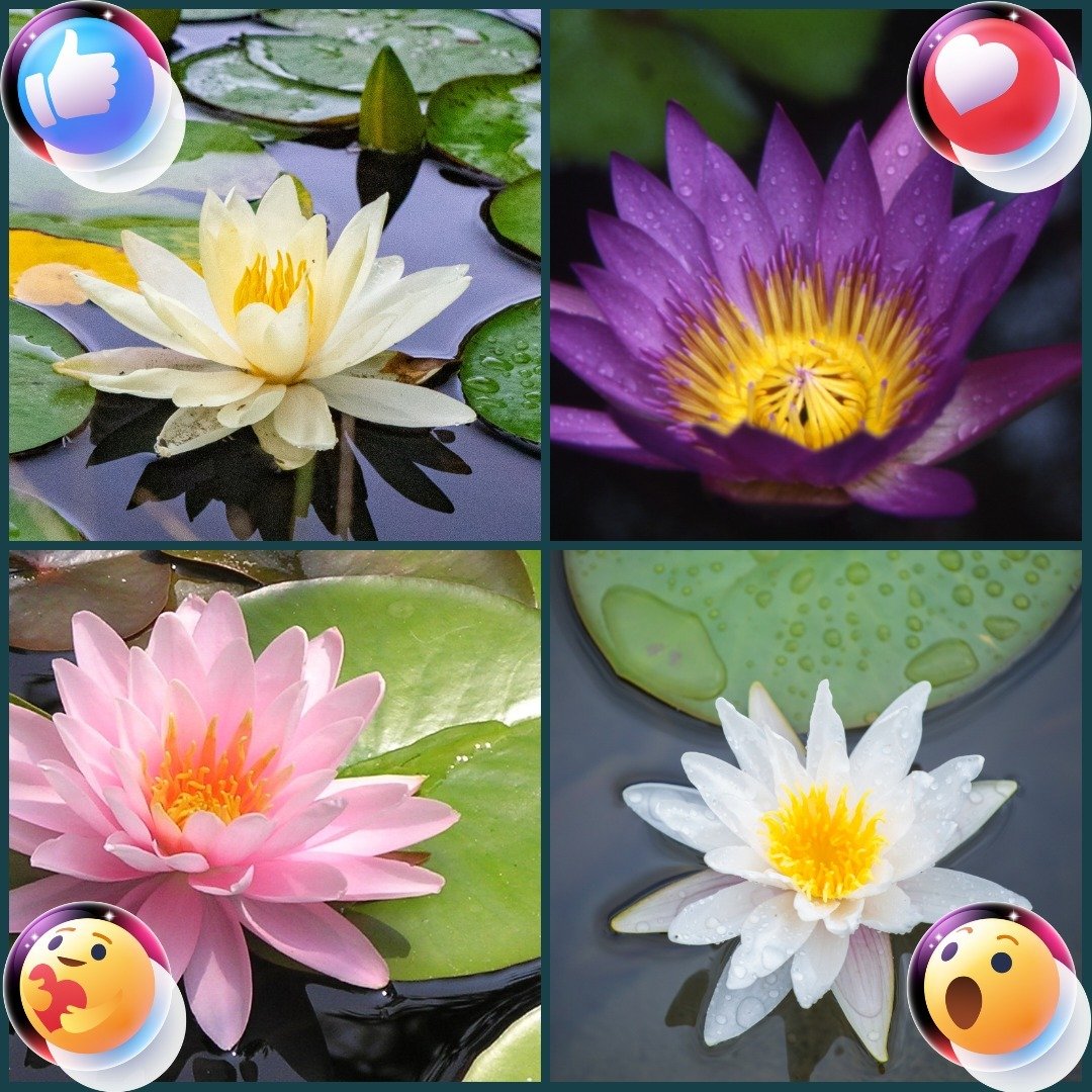 Thursday This or That!
ㅤ
Which waterlily flower catches your attention most?