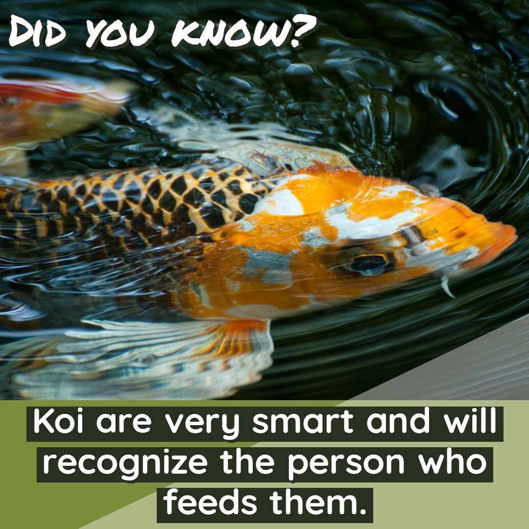 Koi fish are known for their great memory, loyalty to their owners, and for their personalities. What makes Koi fish so special is their individuality- just like people!
ㅤ
Consistent interaction is important in this unique friendship. Training a koi 