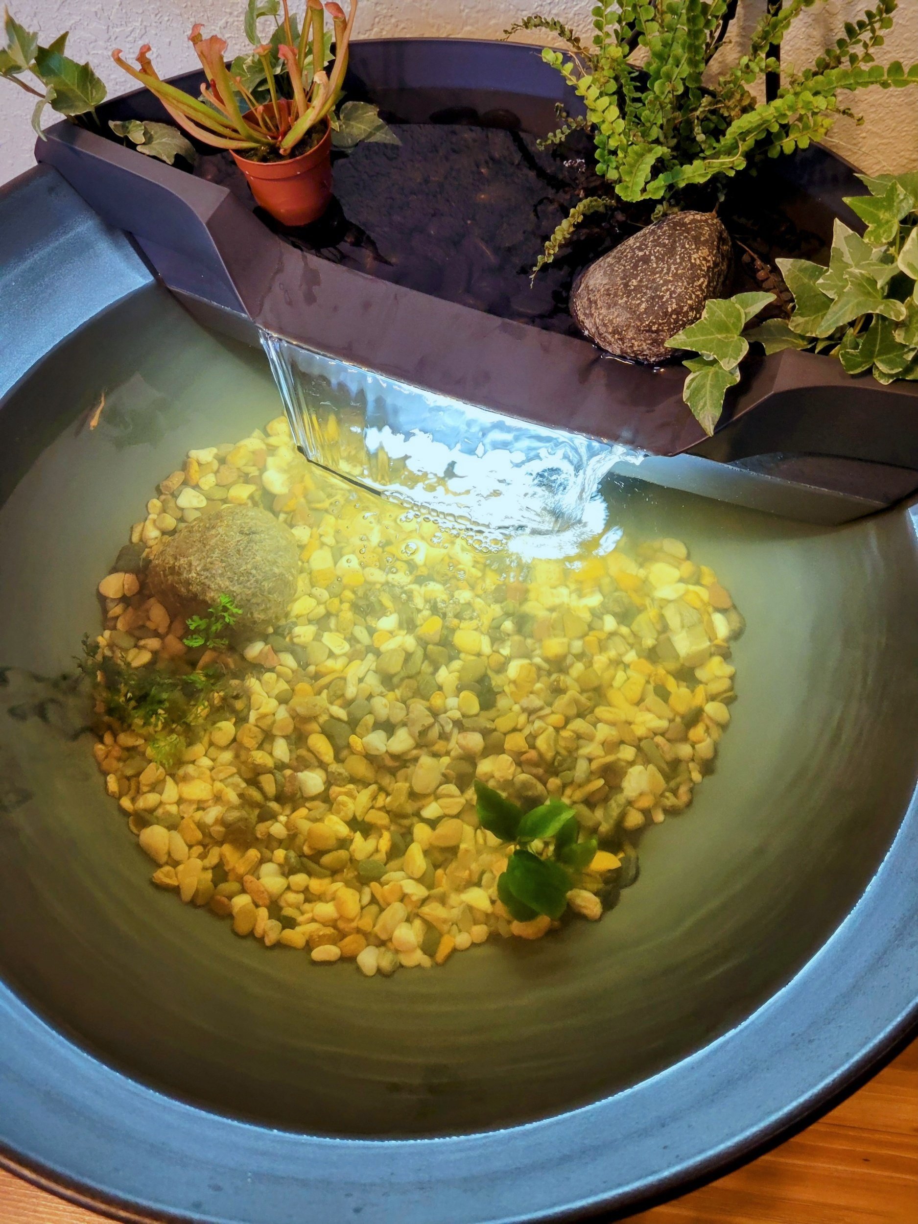 carnivorous plant in mini pond with minnows