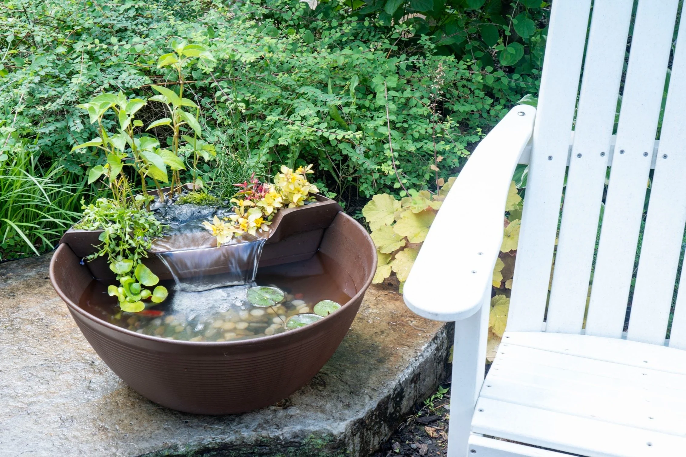 goldfish pond with waterlilies