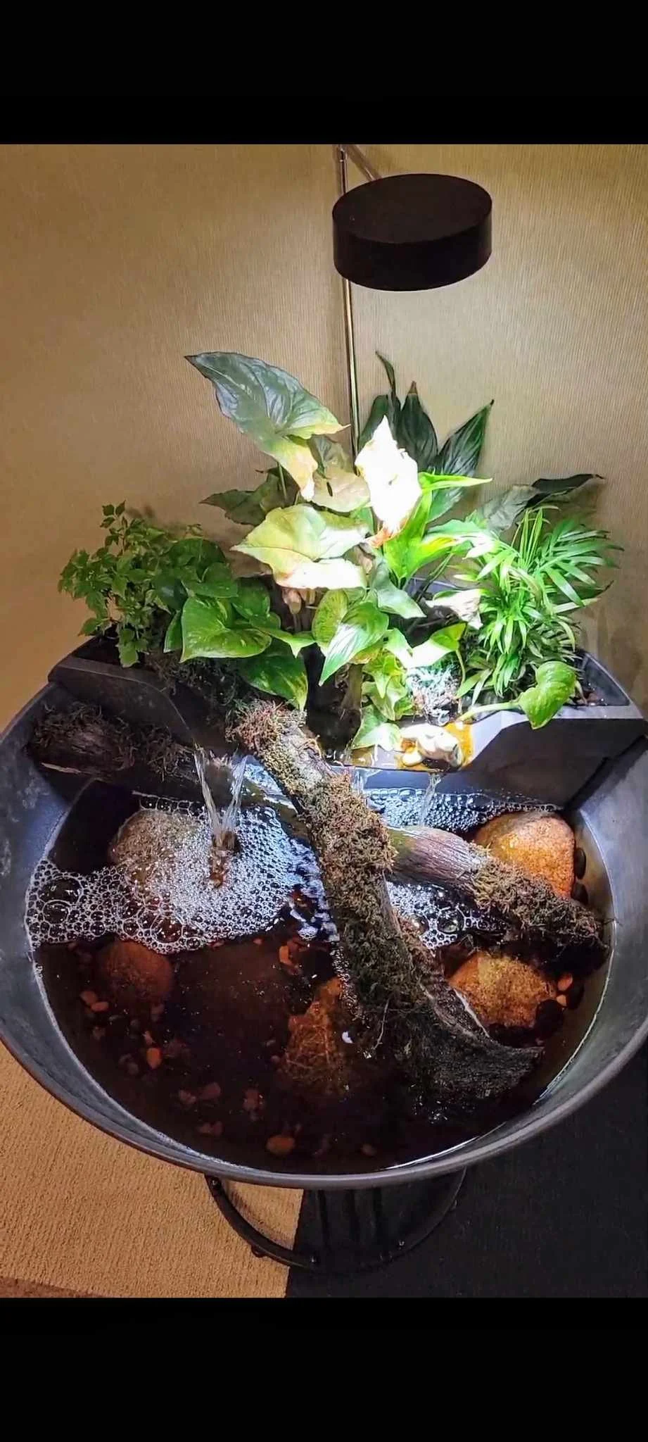 serene mini office pond setup