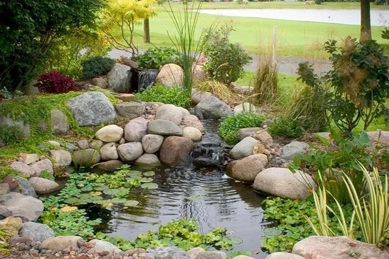 small pond water garden in Minnesota backyard