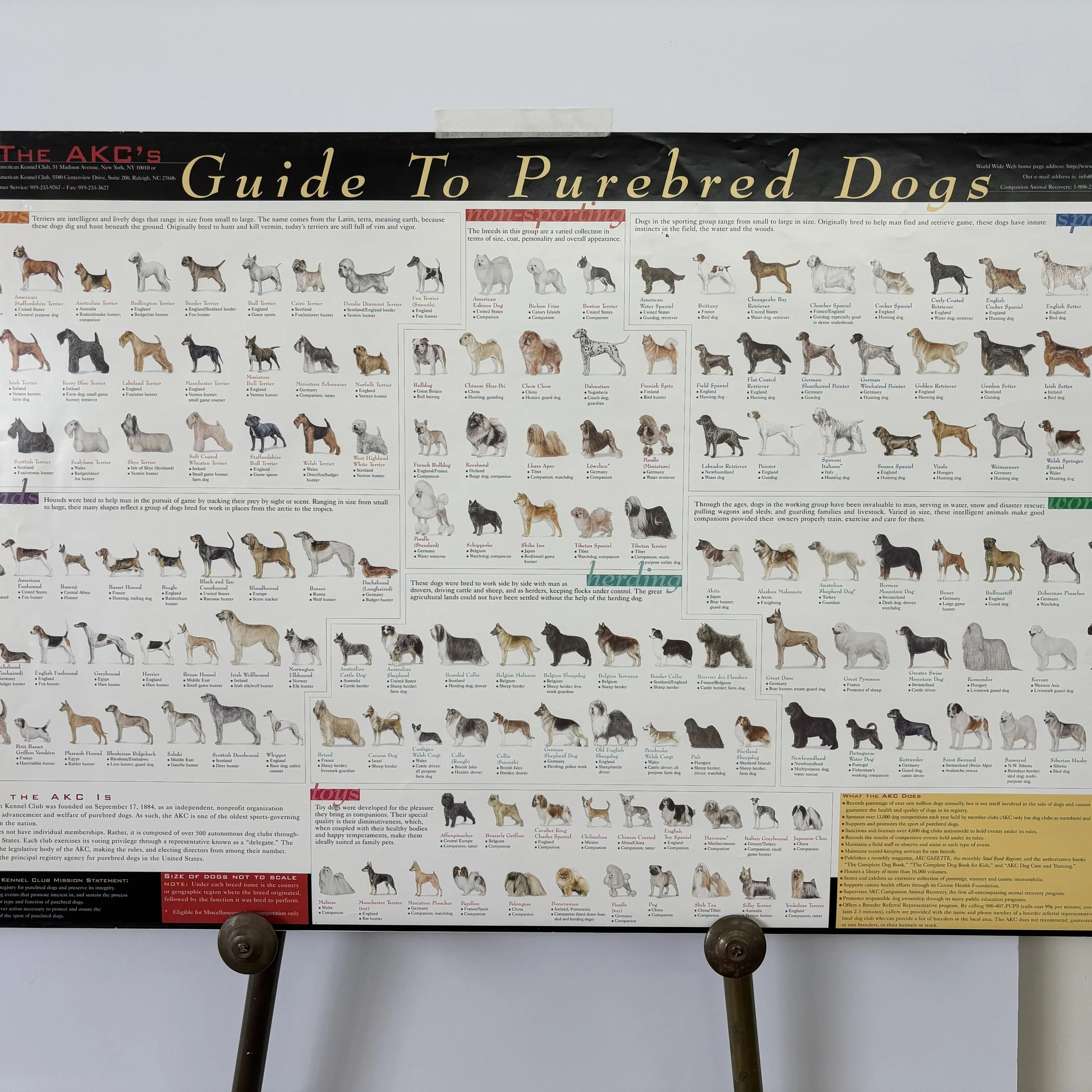Guide to Purebreed Dogs