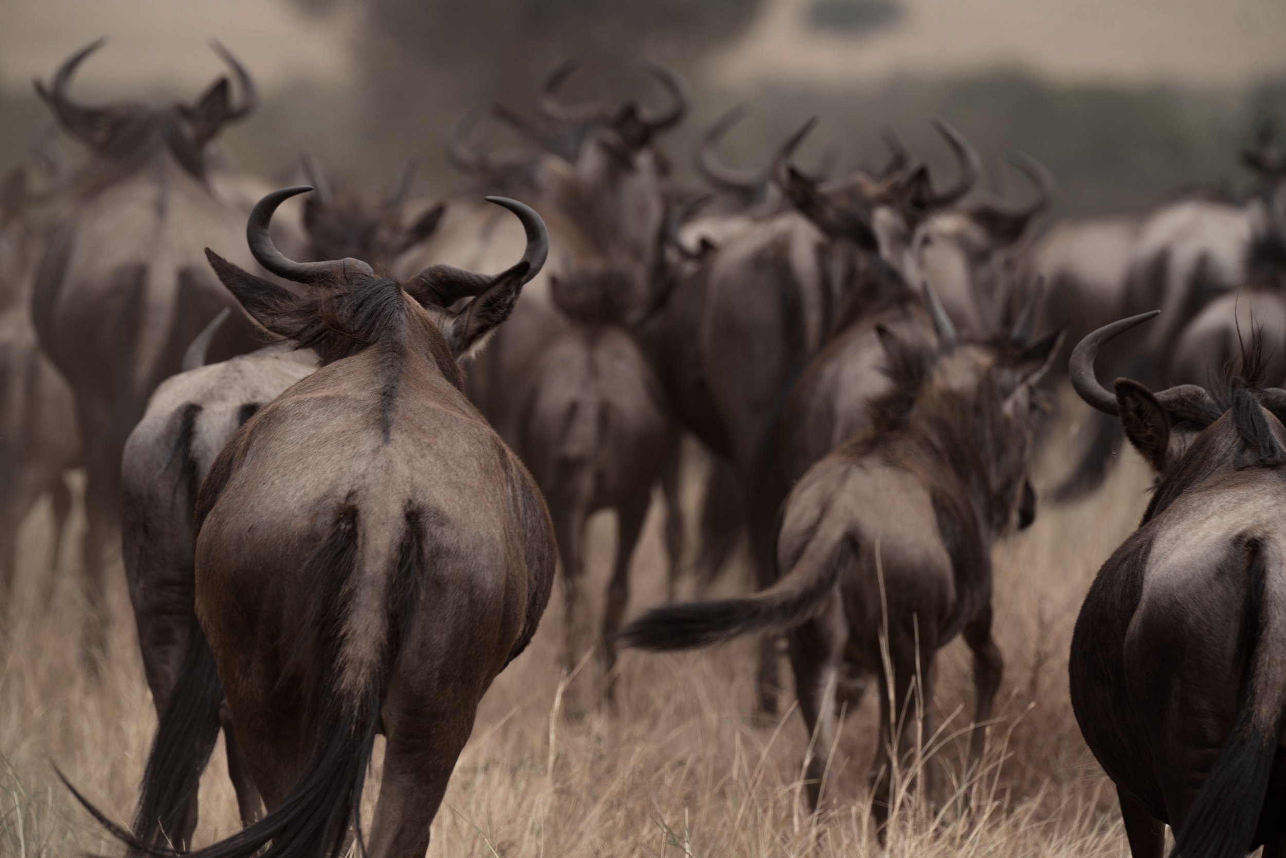 Wild wildebeest.jpeg