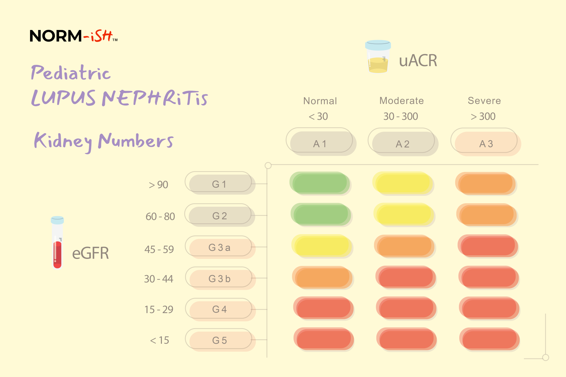 Pediatric Lupus Nephritis : Kidney Numbers Brochure