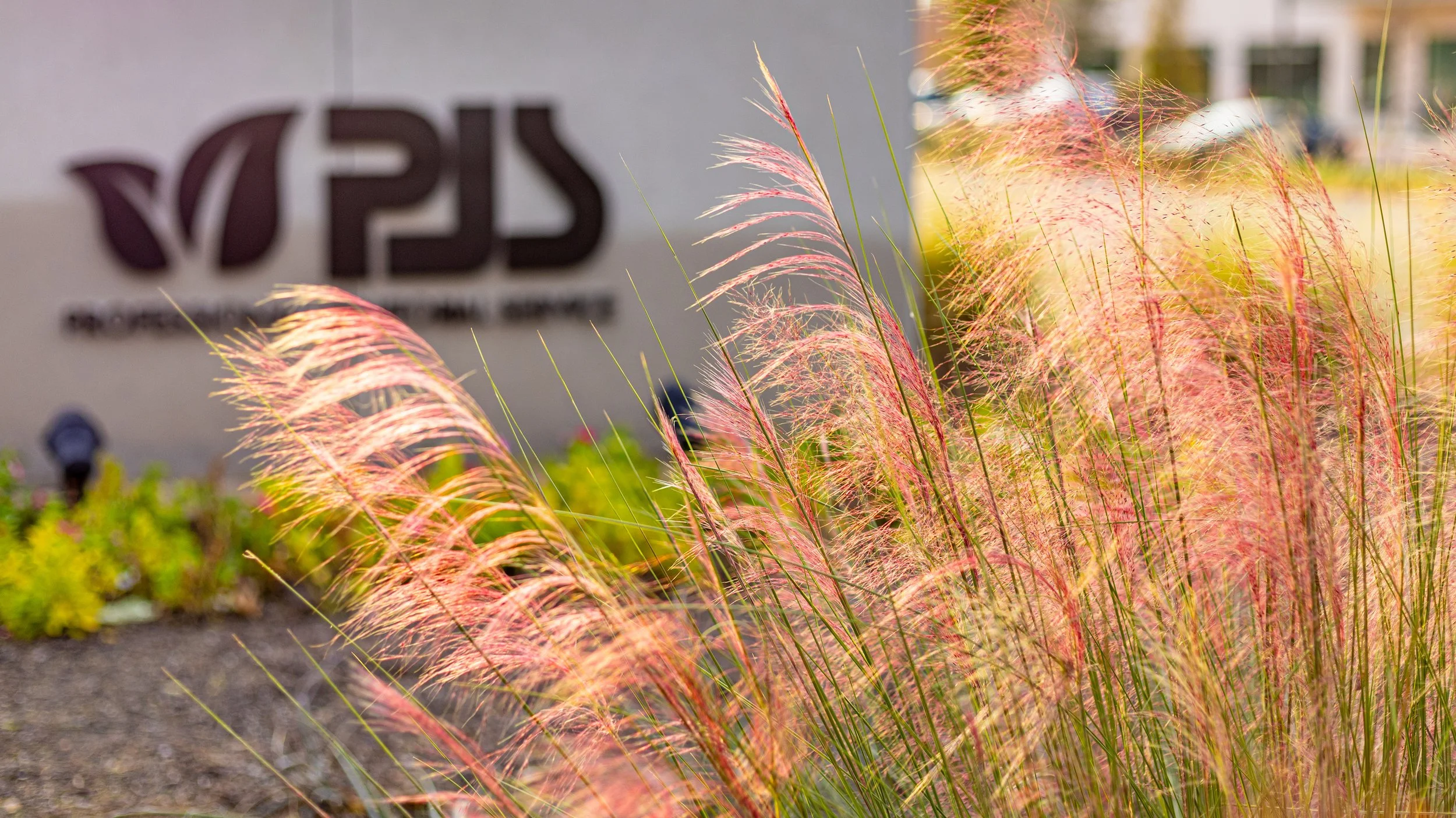 Pink and green ornamental grass in front of a blurred sign with some greenery and buildings in the background.