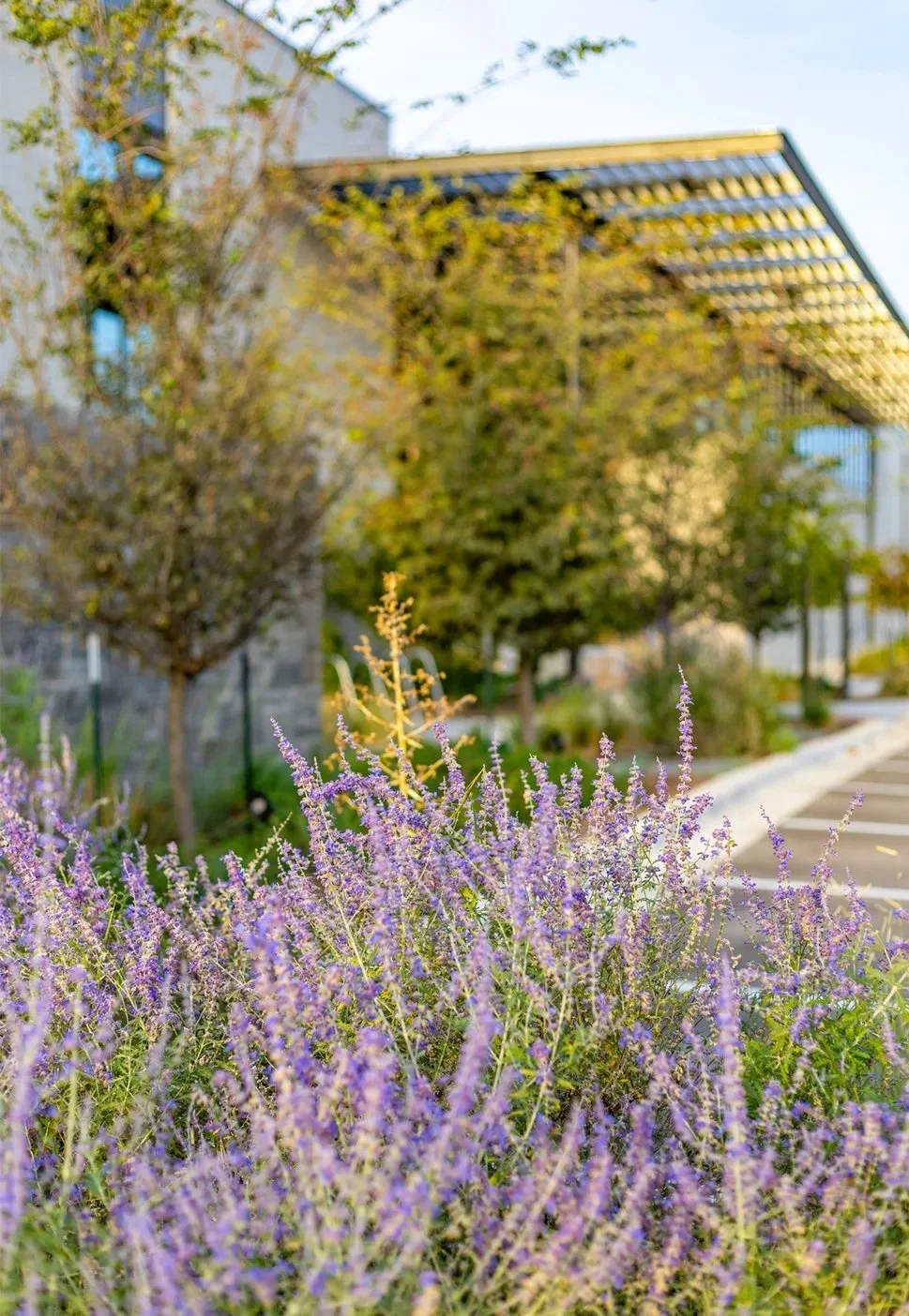 Purple flowering plants in foreground with a modern building and trees with autumn leaves in the background.