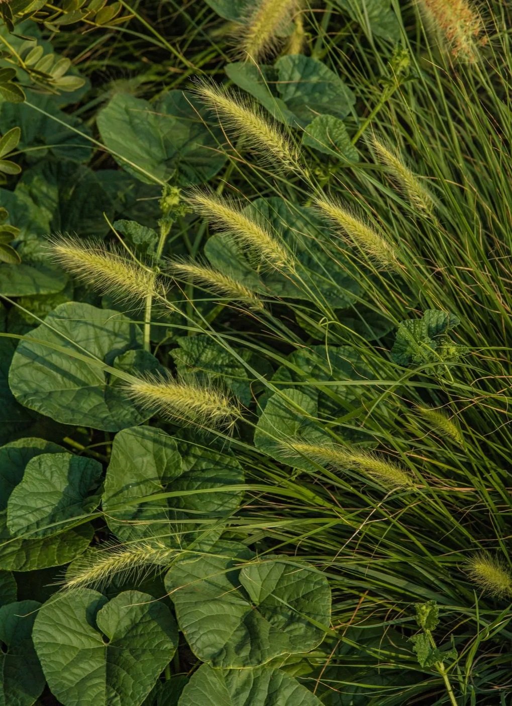 Close-up of green grass and leafy plants with elongated, feathery seed heads.