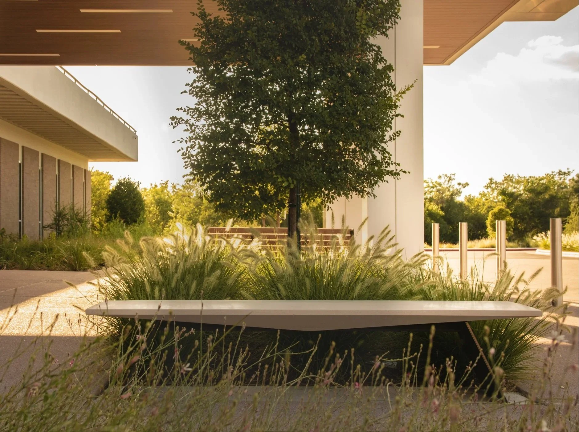 A modern outdoor scene featuring a tree surrounded by ornamental grasses, with a white bench in front, modern buildings, and a paved area under a wooden roof structure, during daytime.