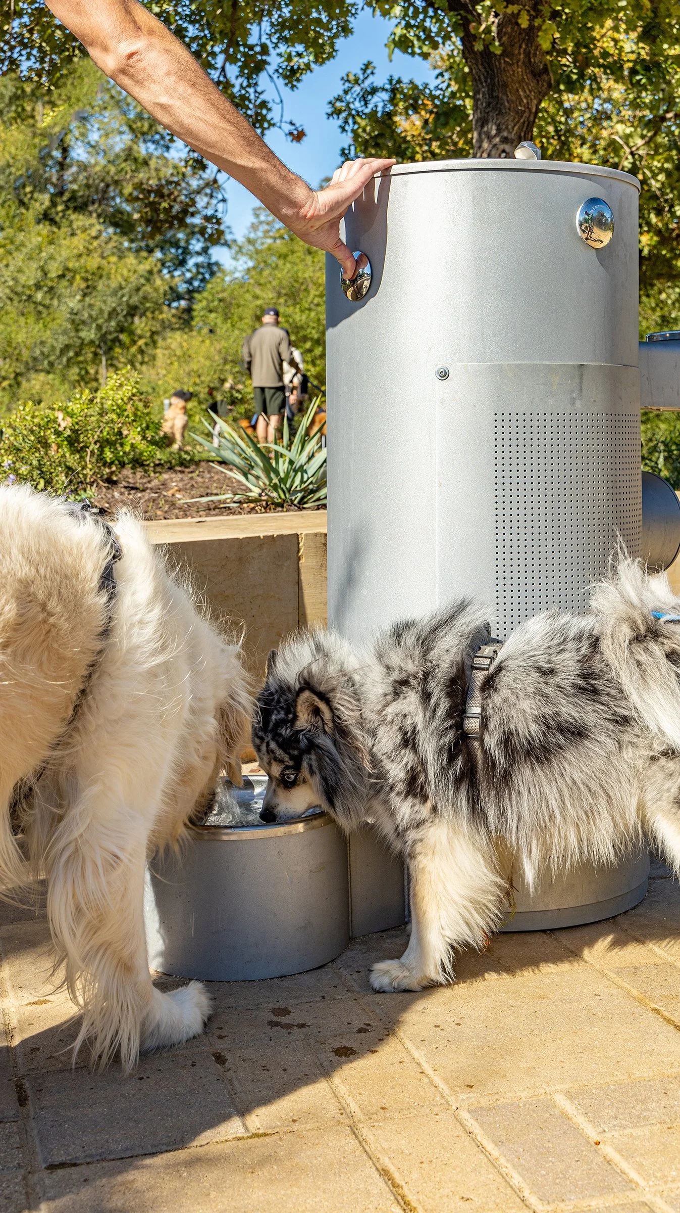 Two dogs, one white and one gray with a black face, drinking water from a bowl next to a gray vending machine in an outdoor setting with trees and plants.