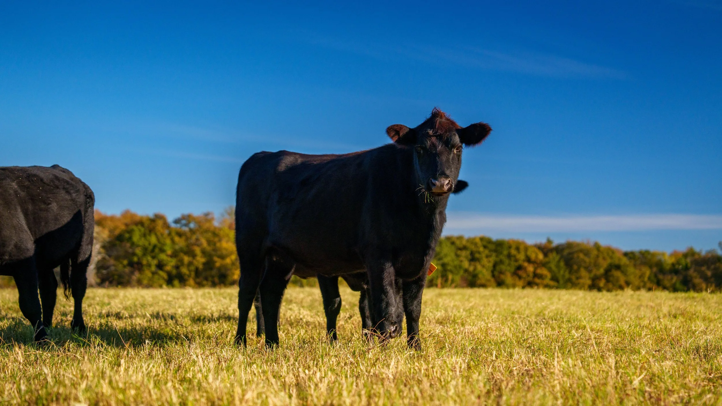 Copy of Red Hill Ranch -036.jpg