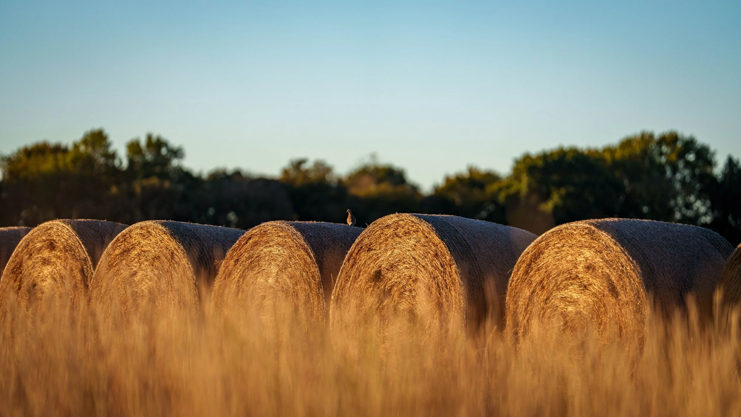 Copy of McGilvray Bridgeport Ranch-006.jpg