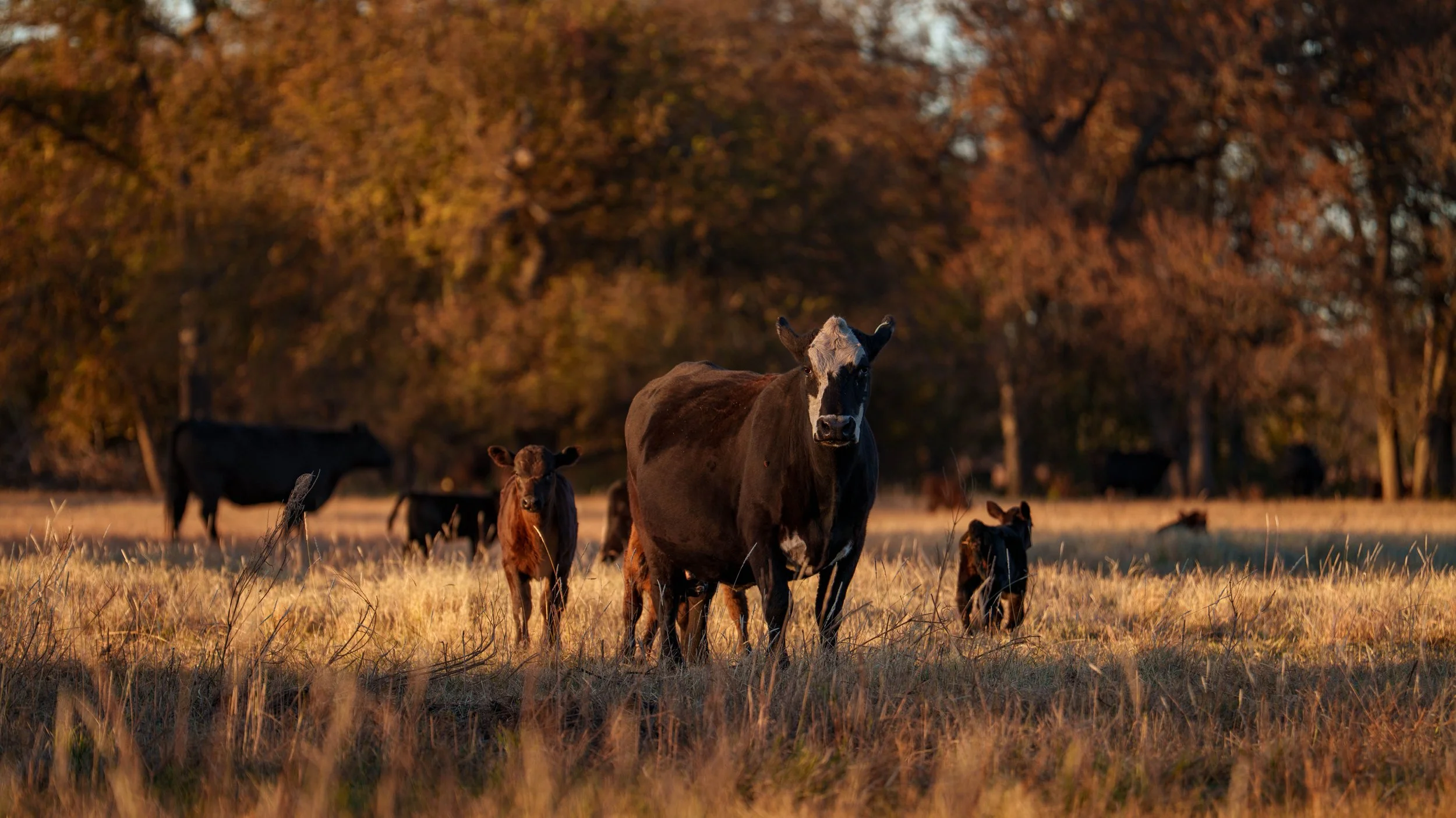 Copy of McGilvray Bridgeport Ranch-048.jpg