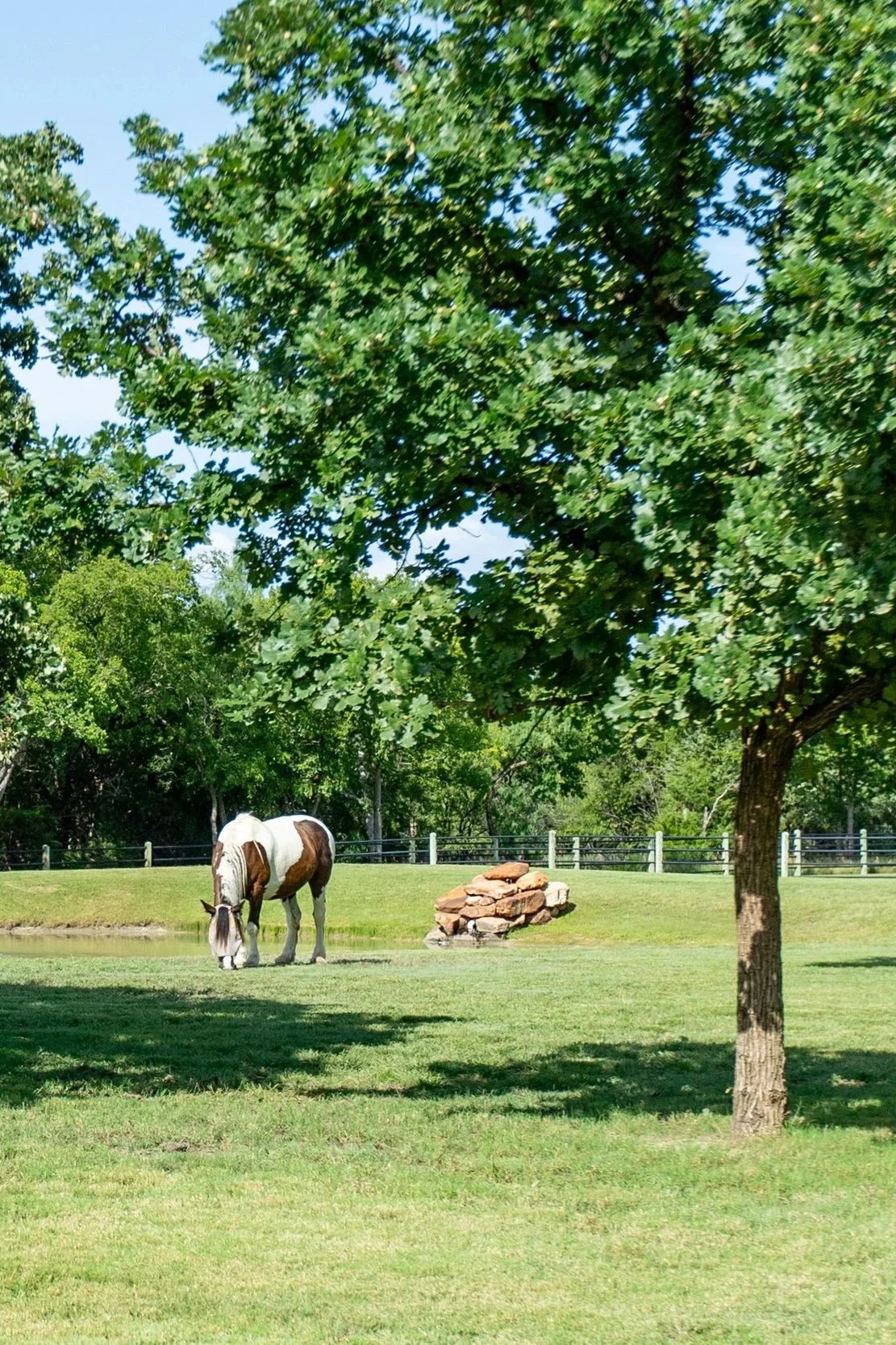 TKTRAILSHORSE.jpg