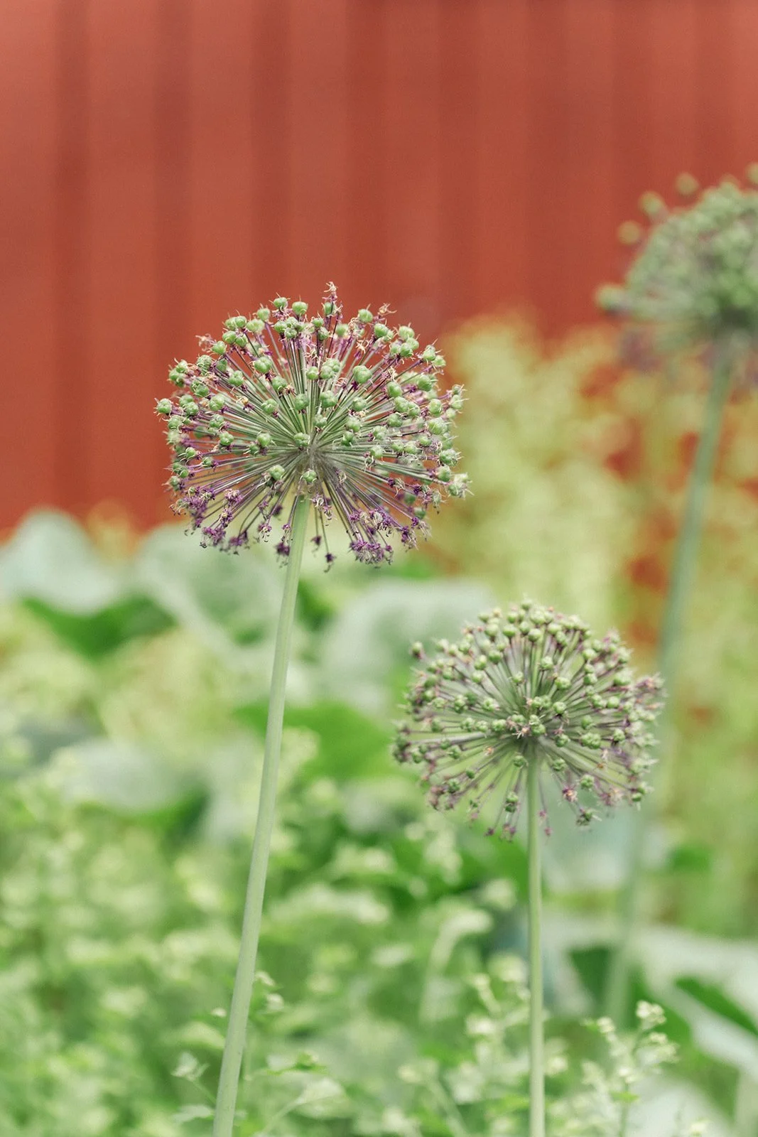 Dream Builders 2025-134.jpg