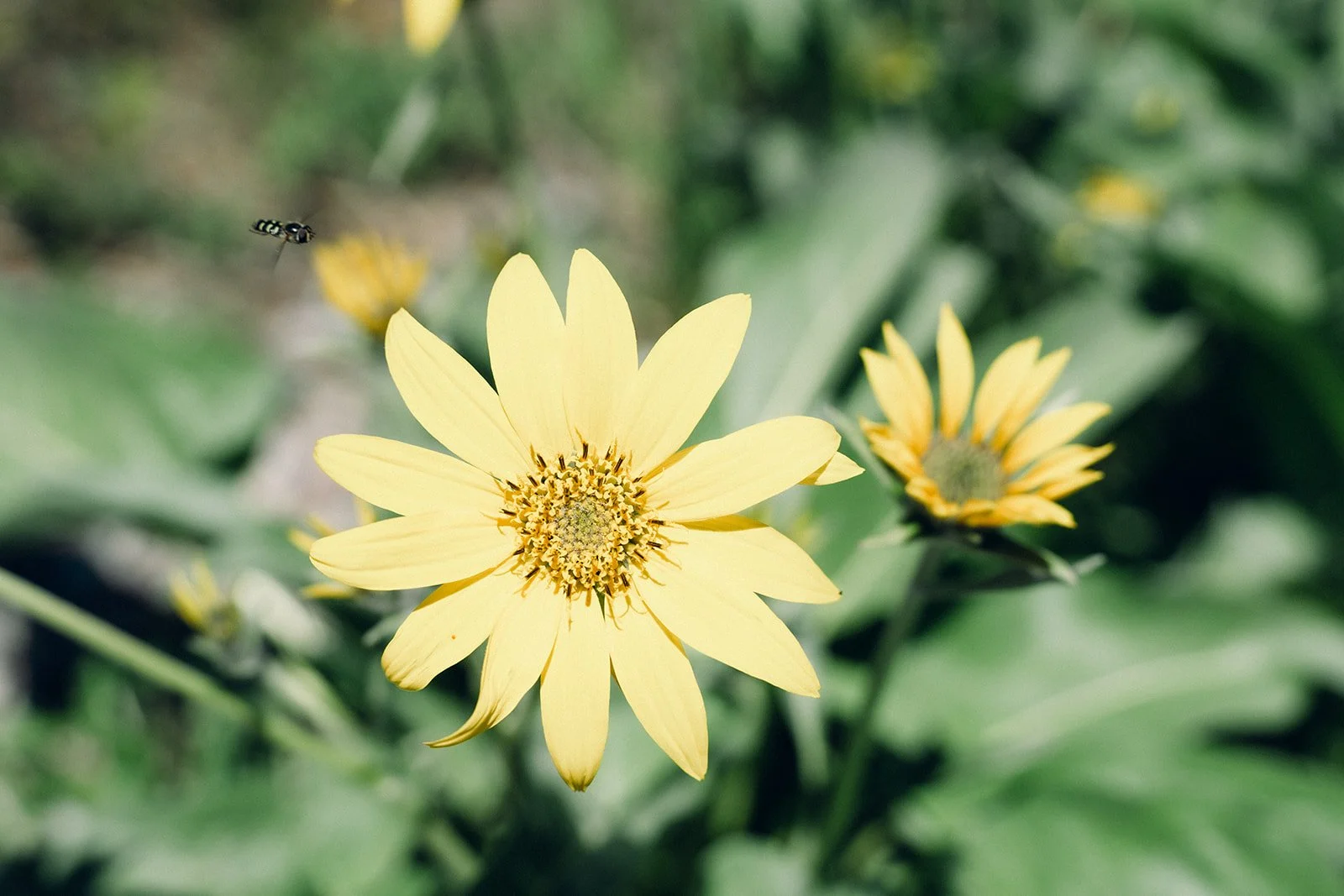 Joanna-2.jpg