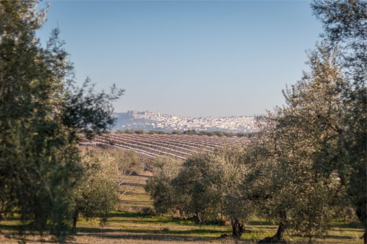 SIMPLE AND REWARDING OLIVE OIL FROM SARDEL