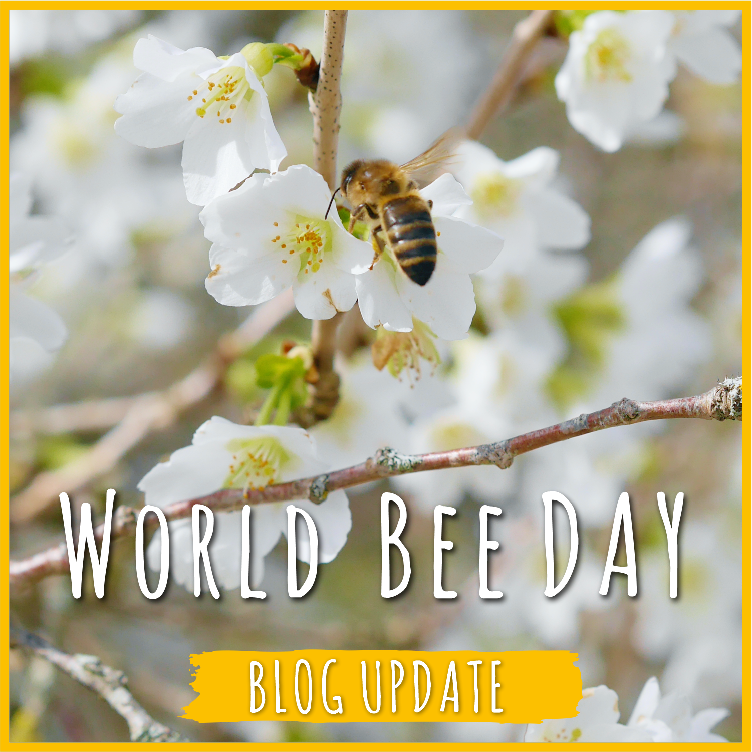 Happy World Bee Day!&nbsp;