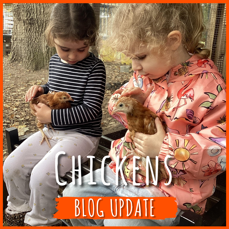 Chick blog: