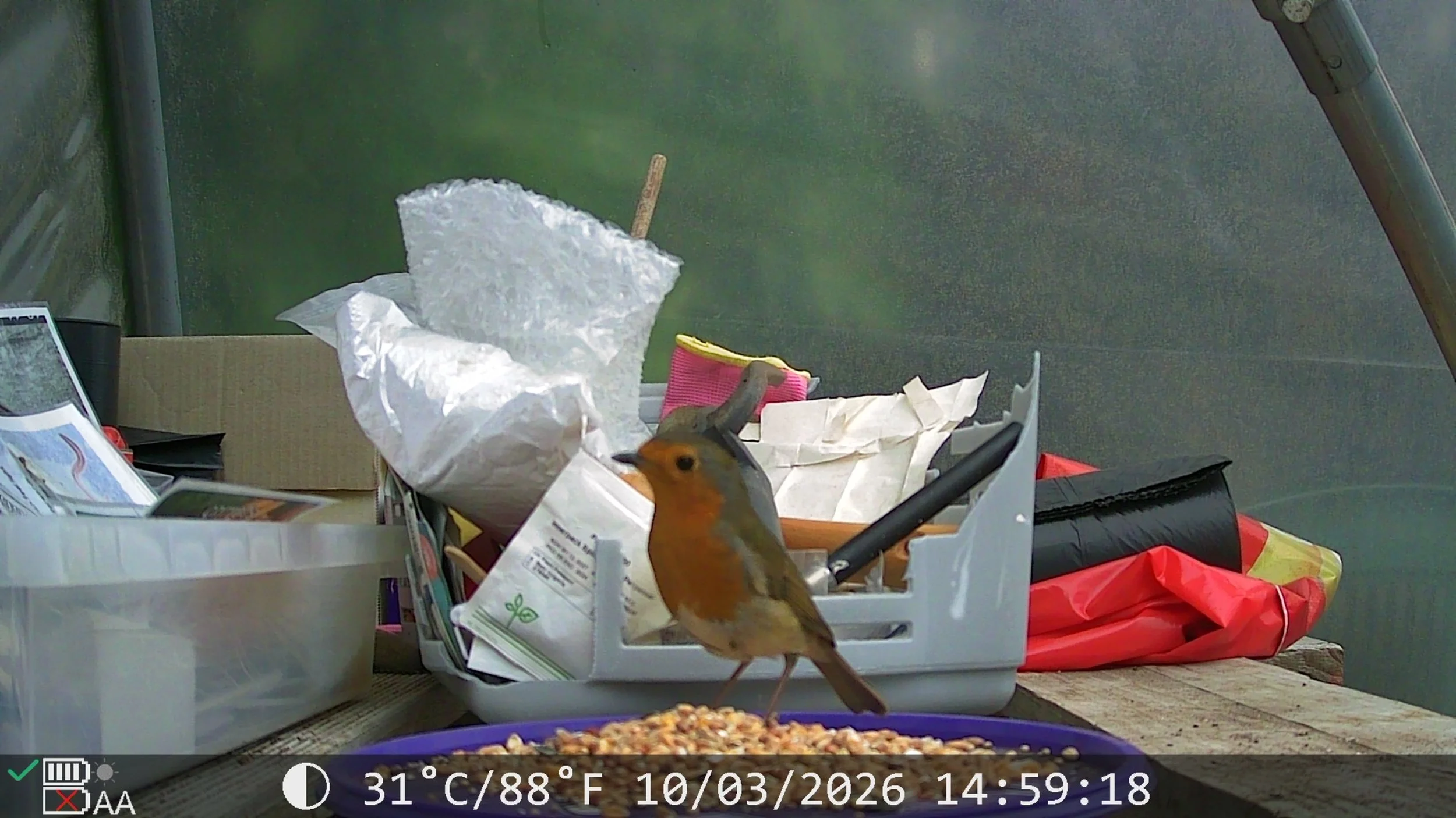 robin poly tunnel 2.jpg