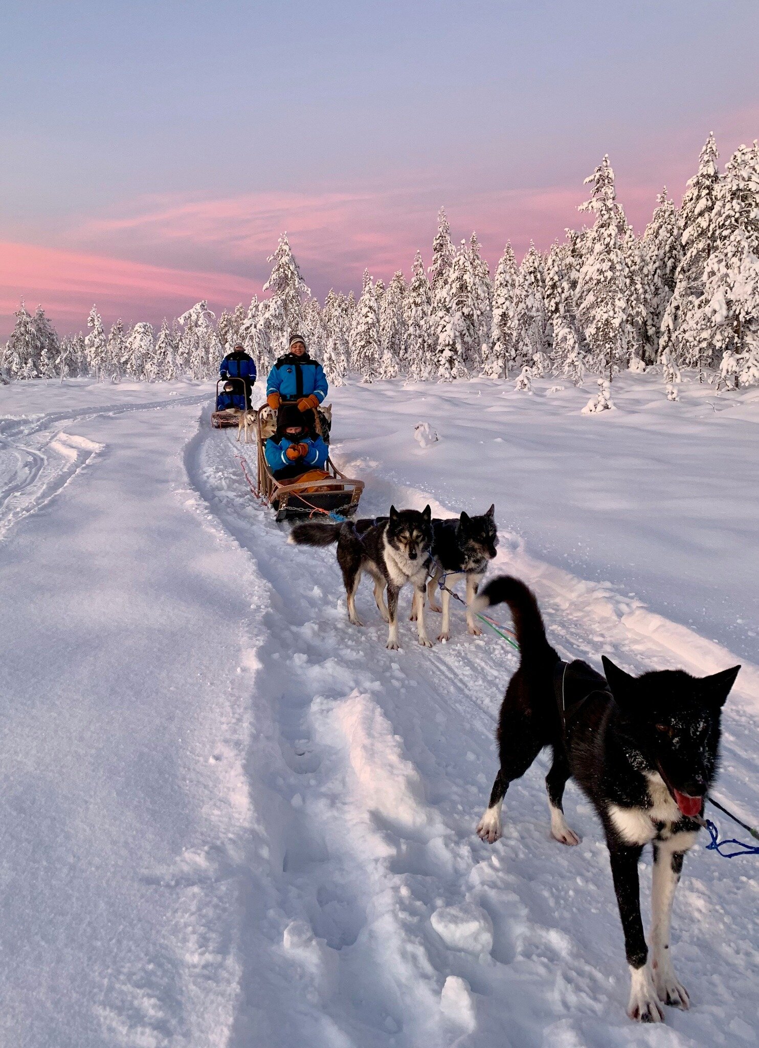 Lyst til &aring; pr&oslash;ve hundekj&oslash;ring denne p&aring;sken? Med Fru Haugans som base venter det utallige aktiviteter &aring; oppleve rett uten for d&oslash;rstokken 🤩