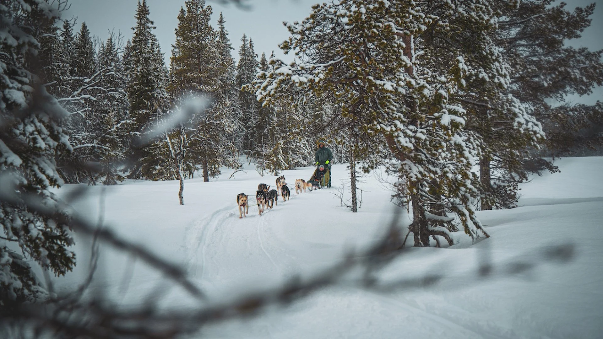 Halvdags Hundekjøring i Kjemsåsen