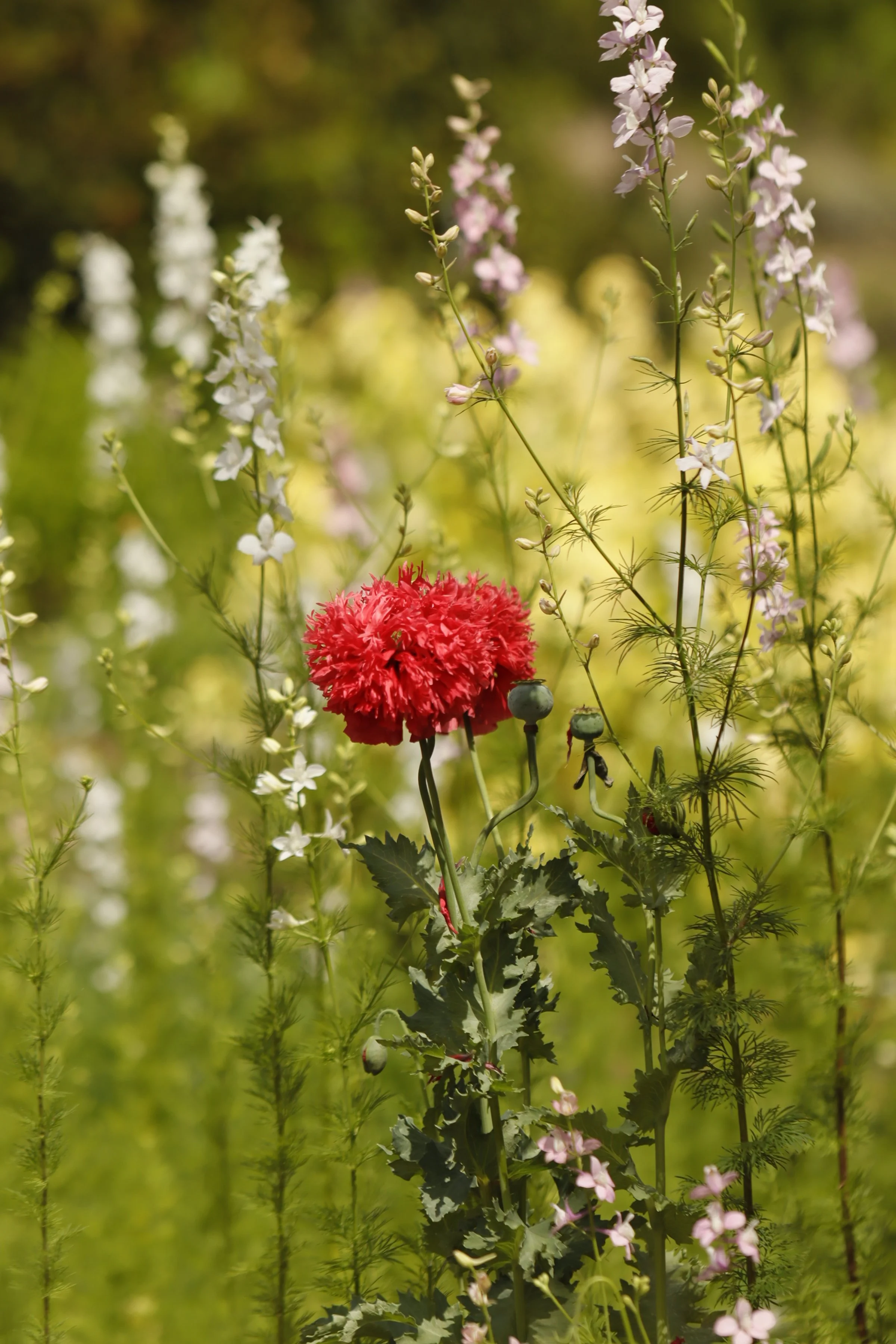 Red and green flowering plant with tall white and lavender flowers against a blurred green background.