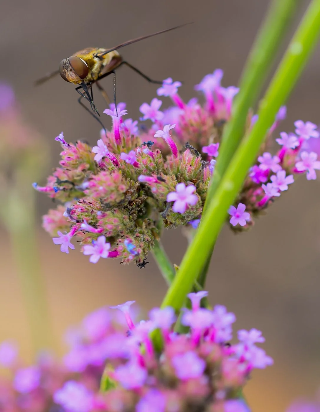 Close-up of a small fly on pink and purple flowers with a blurred background.