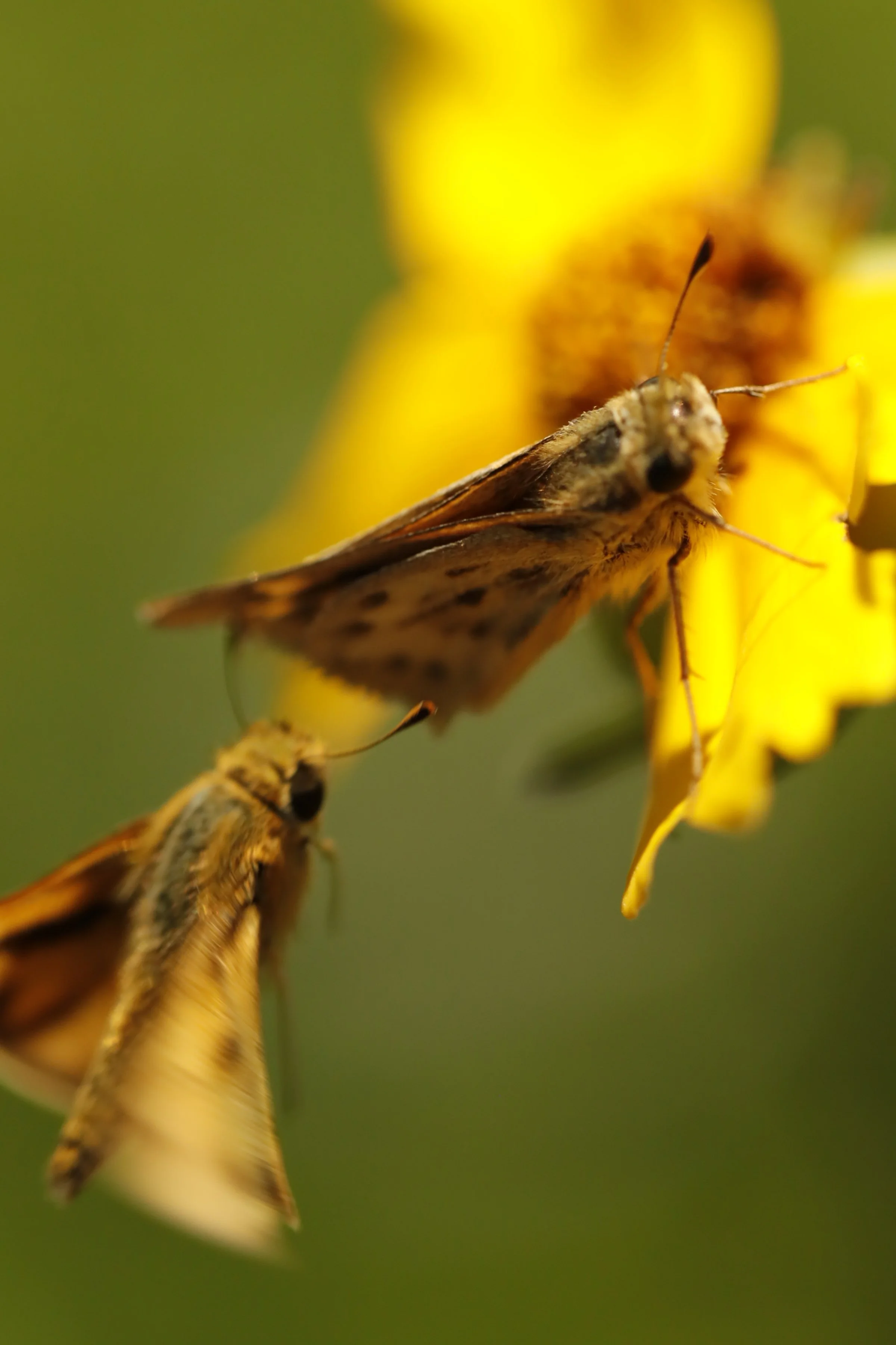 Close-up of two bees on a yellow flower with a green background.