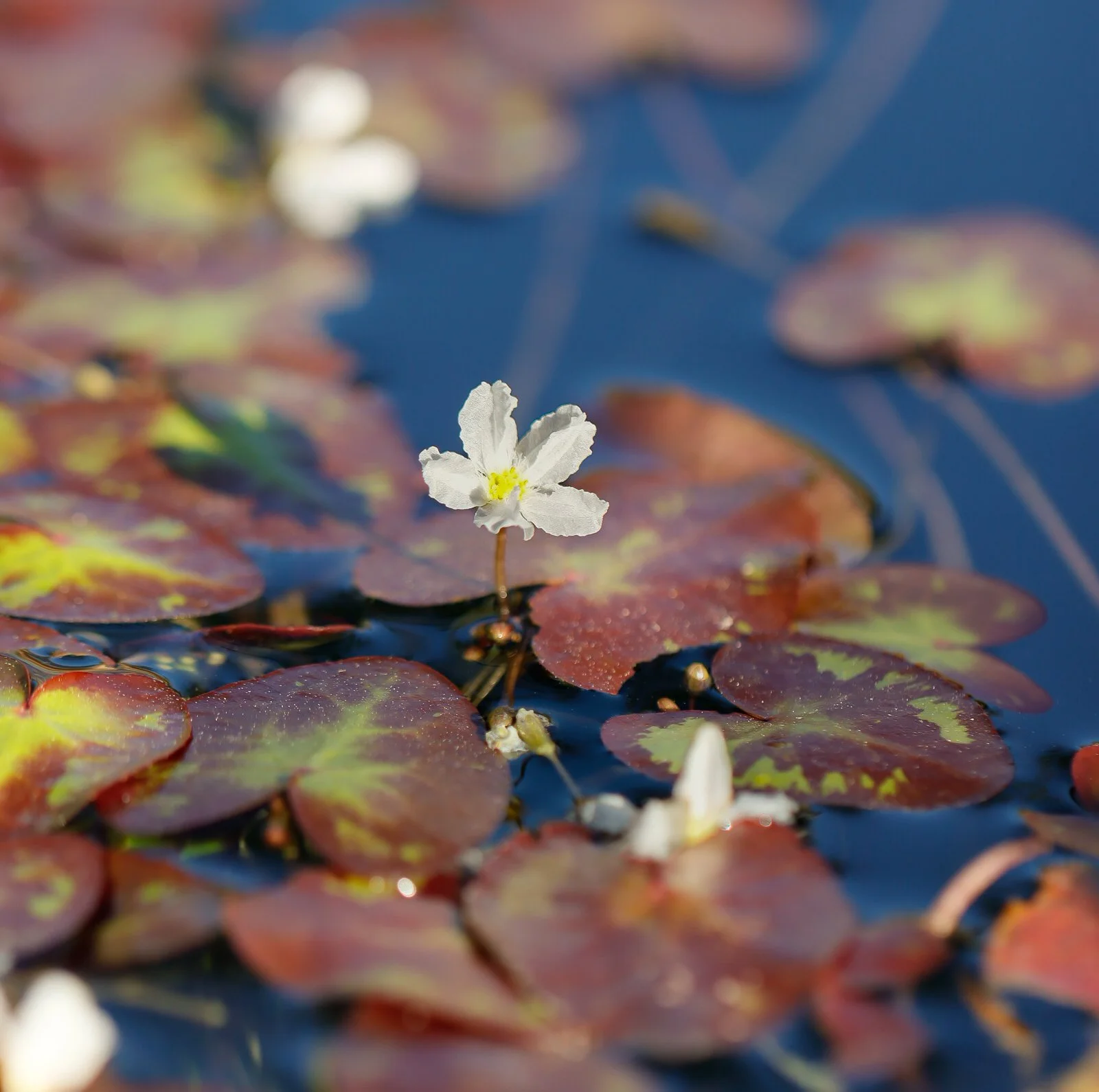 Close-up of a white water lily flower on a pond with round, reddish-brown and green lily pads.