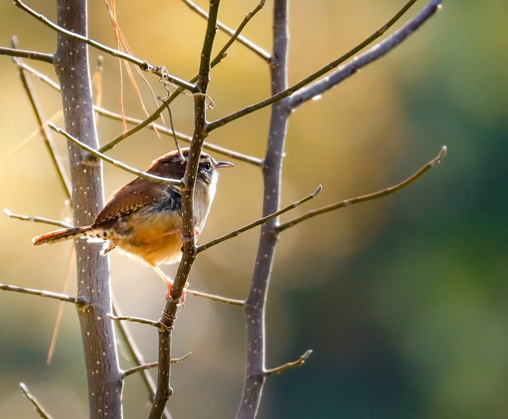 A small brown and tan bird perched on a thin, leafless branch of a tree with a blurry green and yellow background.