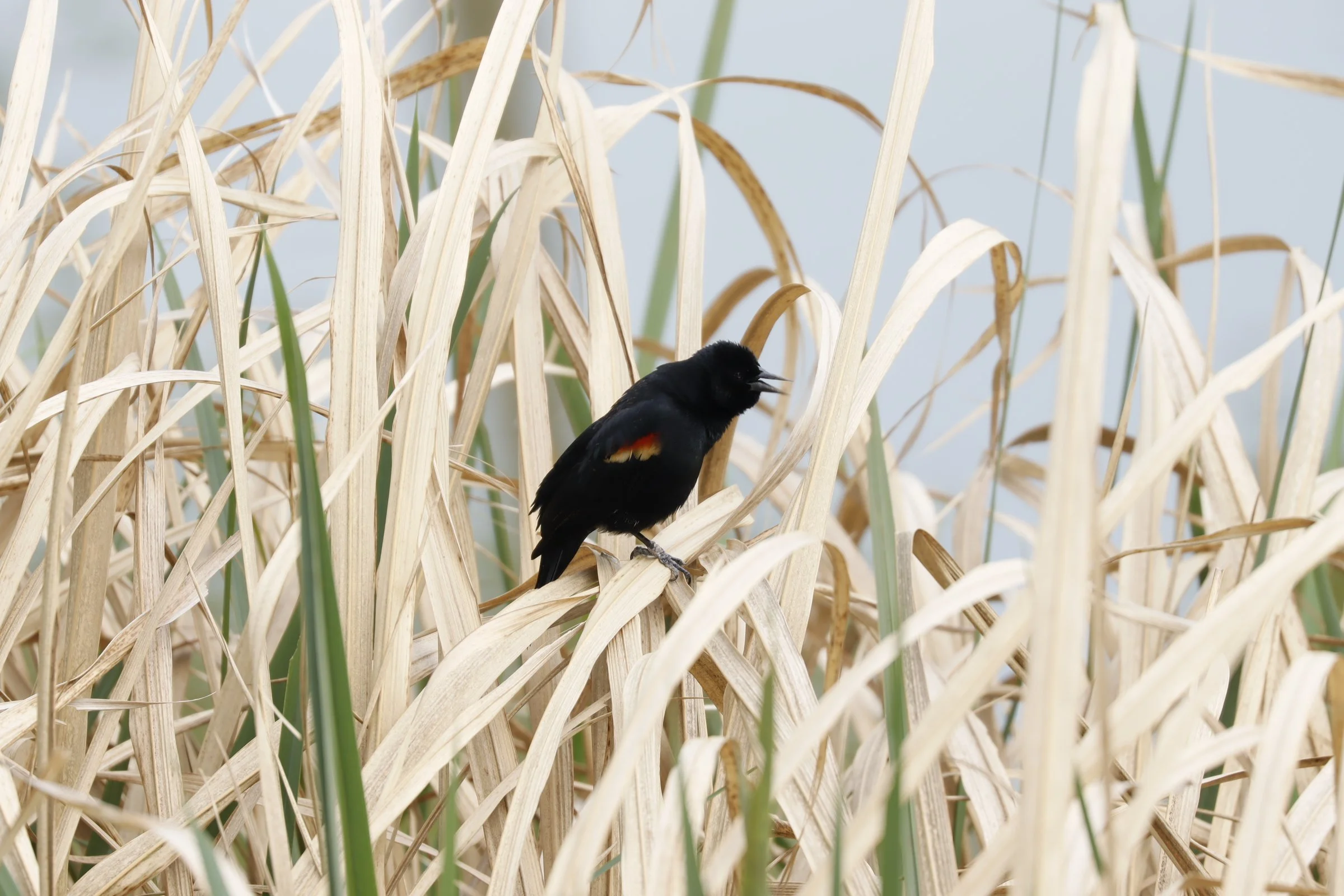 A black bird with red and white markings on its wings perched on dried reeds near water.