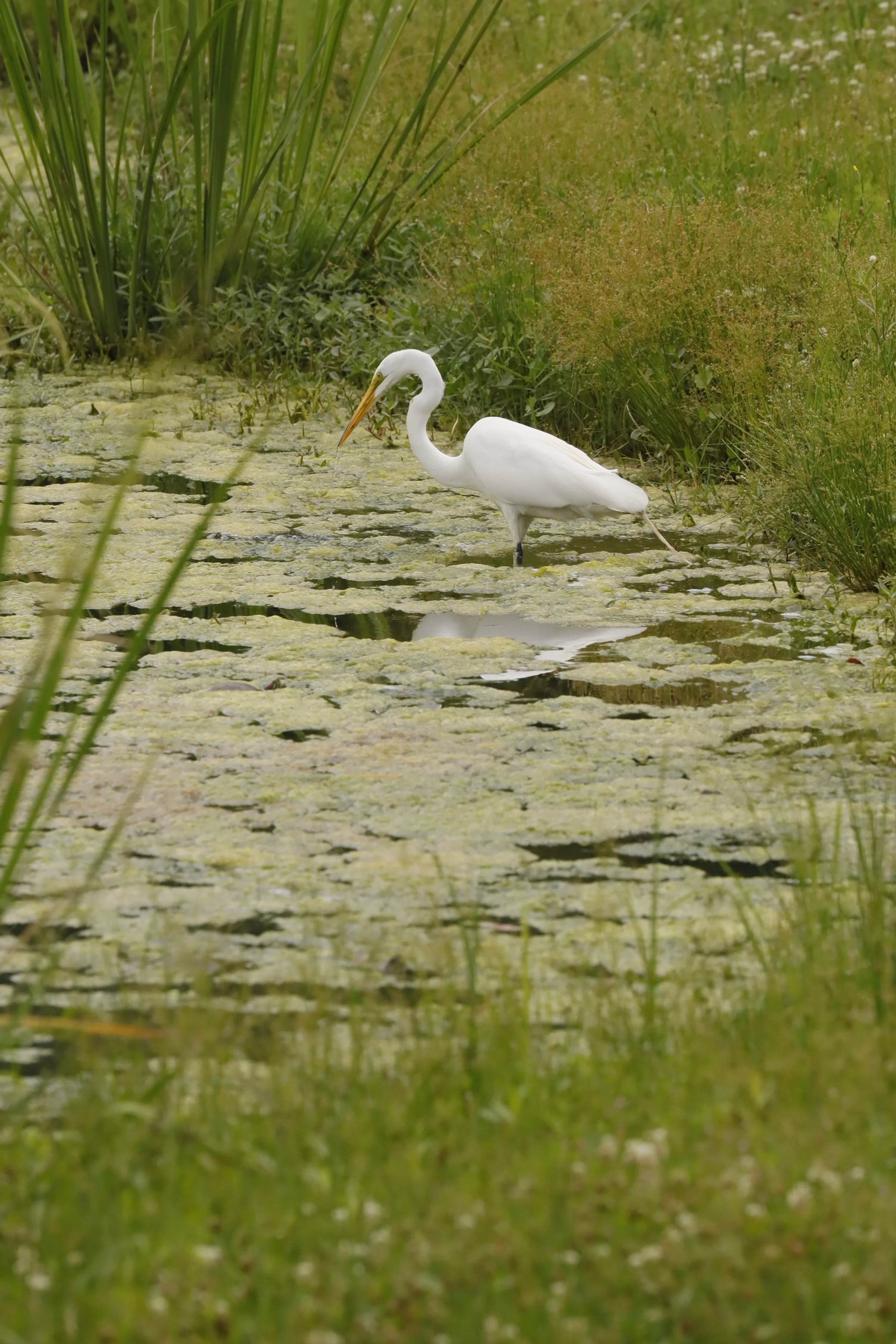 A white heron standing in a pond surrounded by green reeds and grass.