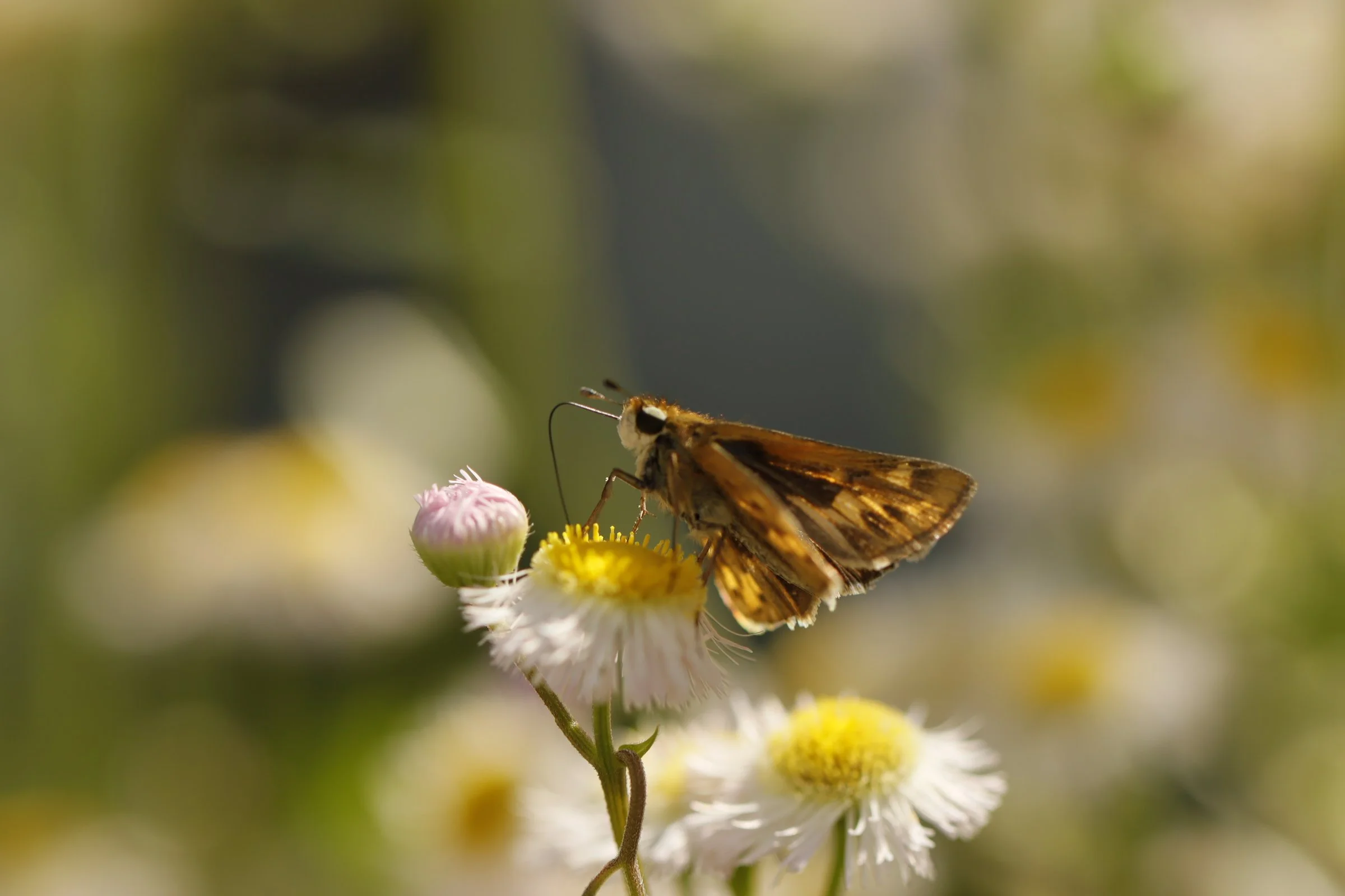 A butterfly perched on a small white and yellow flower, with additional pink and white flowers surrounding it, against a blurred green background.
